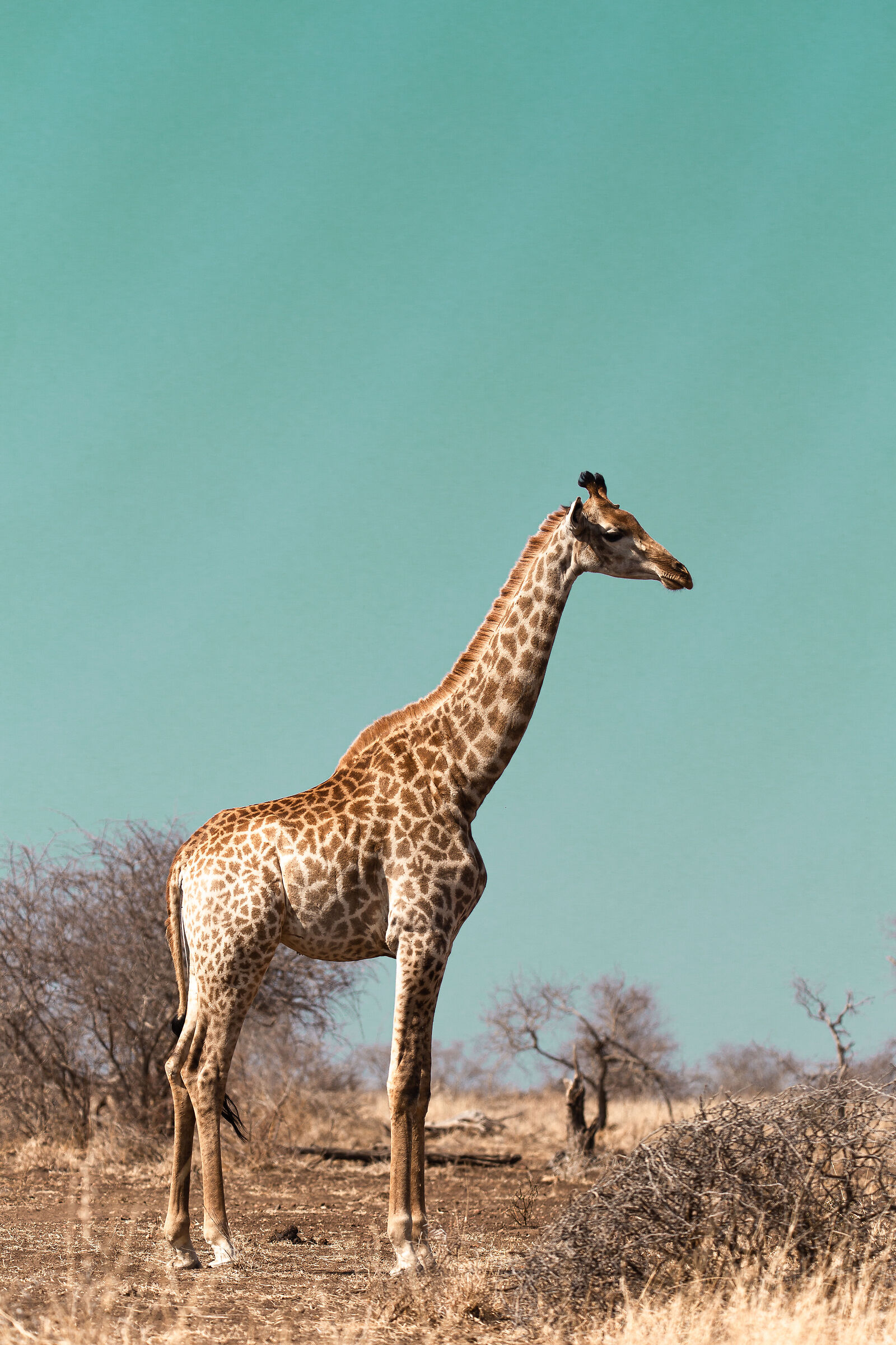 Giraffe at dawn