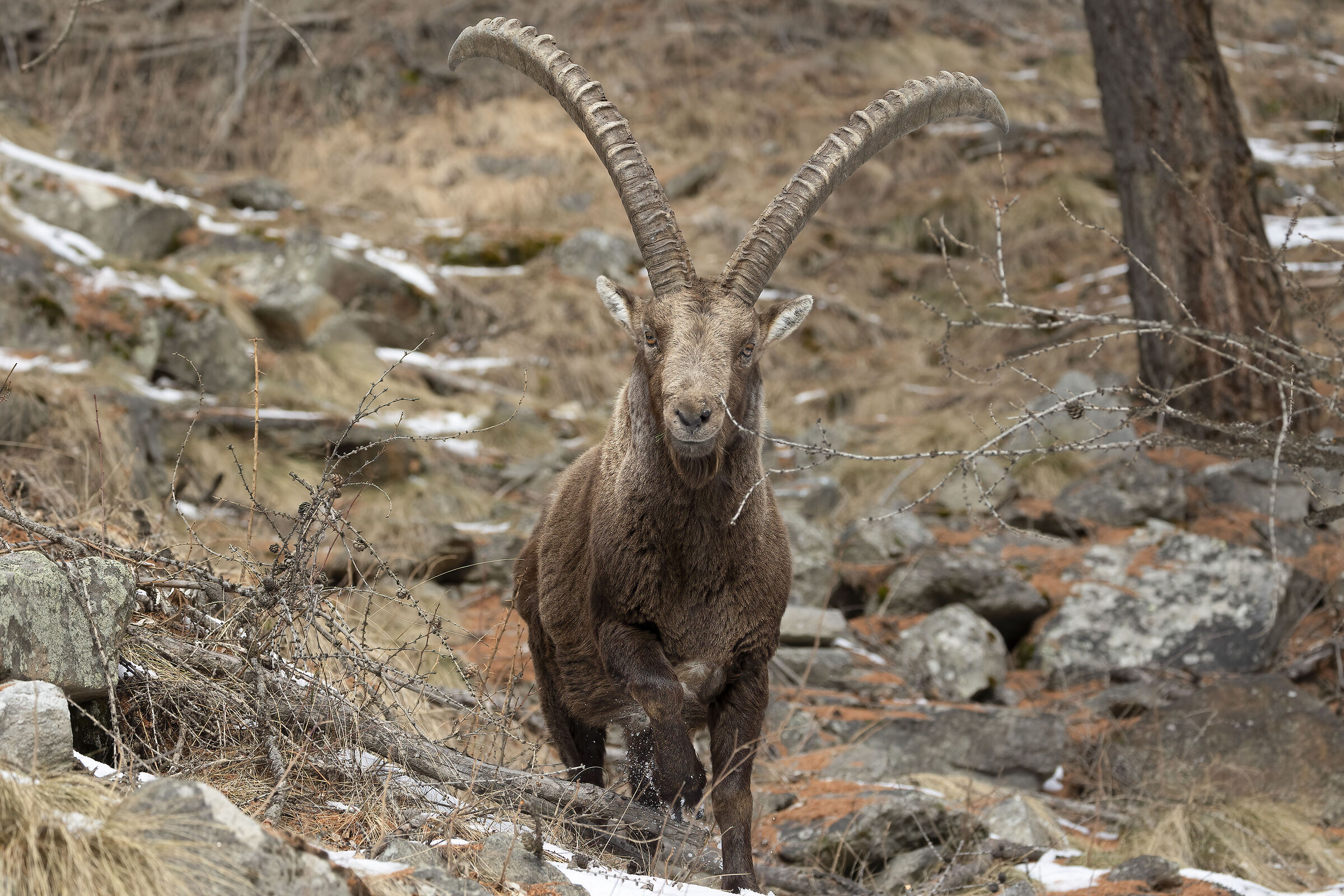 lo stambecco che viene verso di te, gennaio 2025