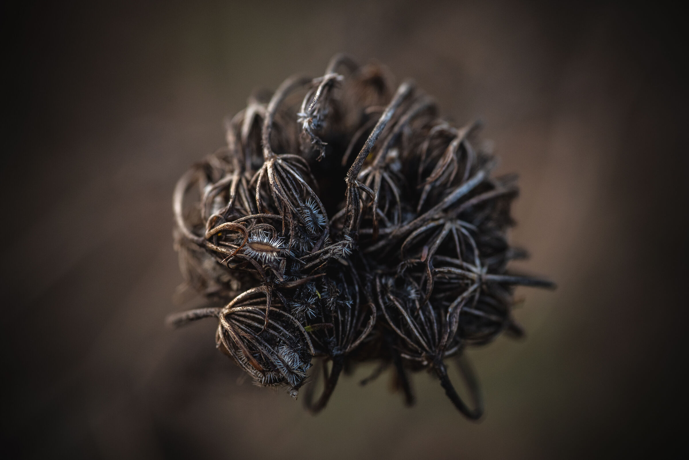 Intricate natural sphere