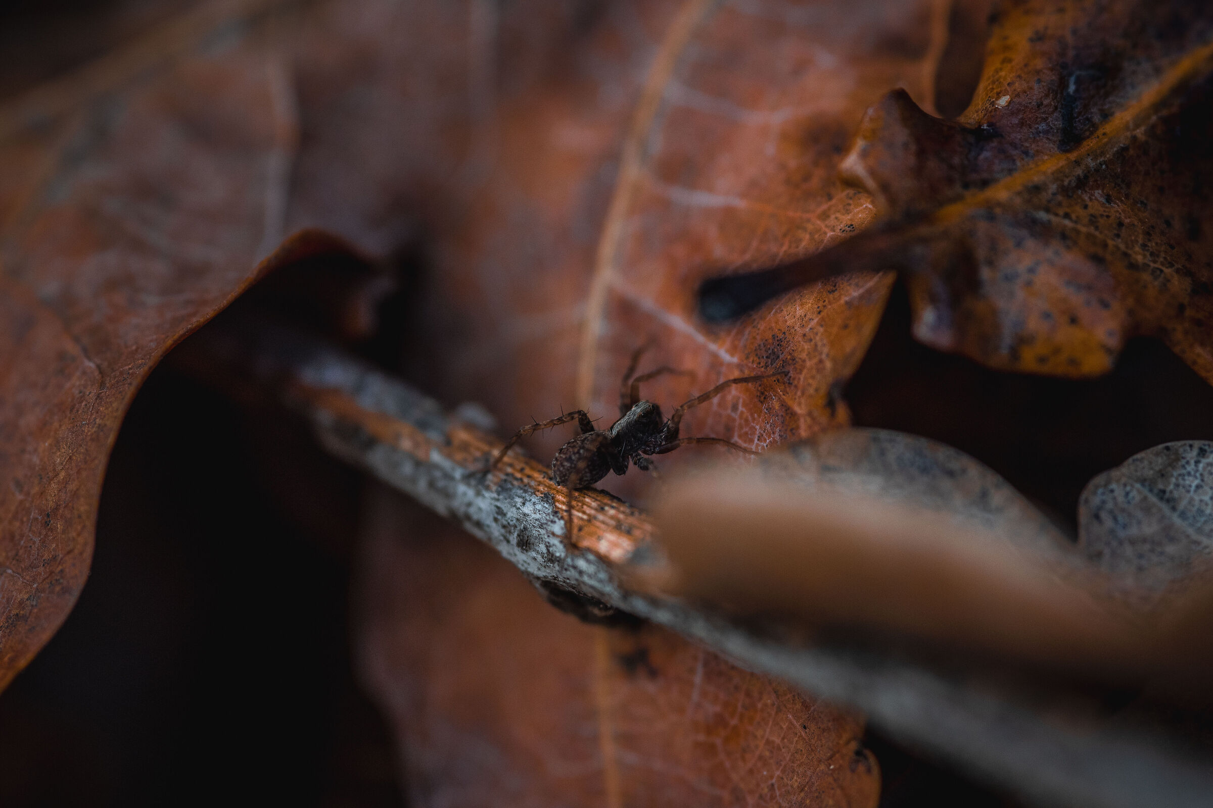 Shadows in the undergrowth