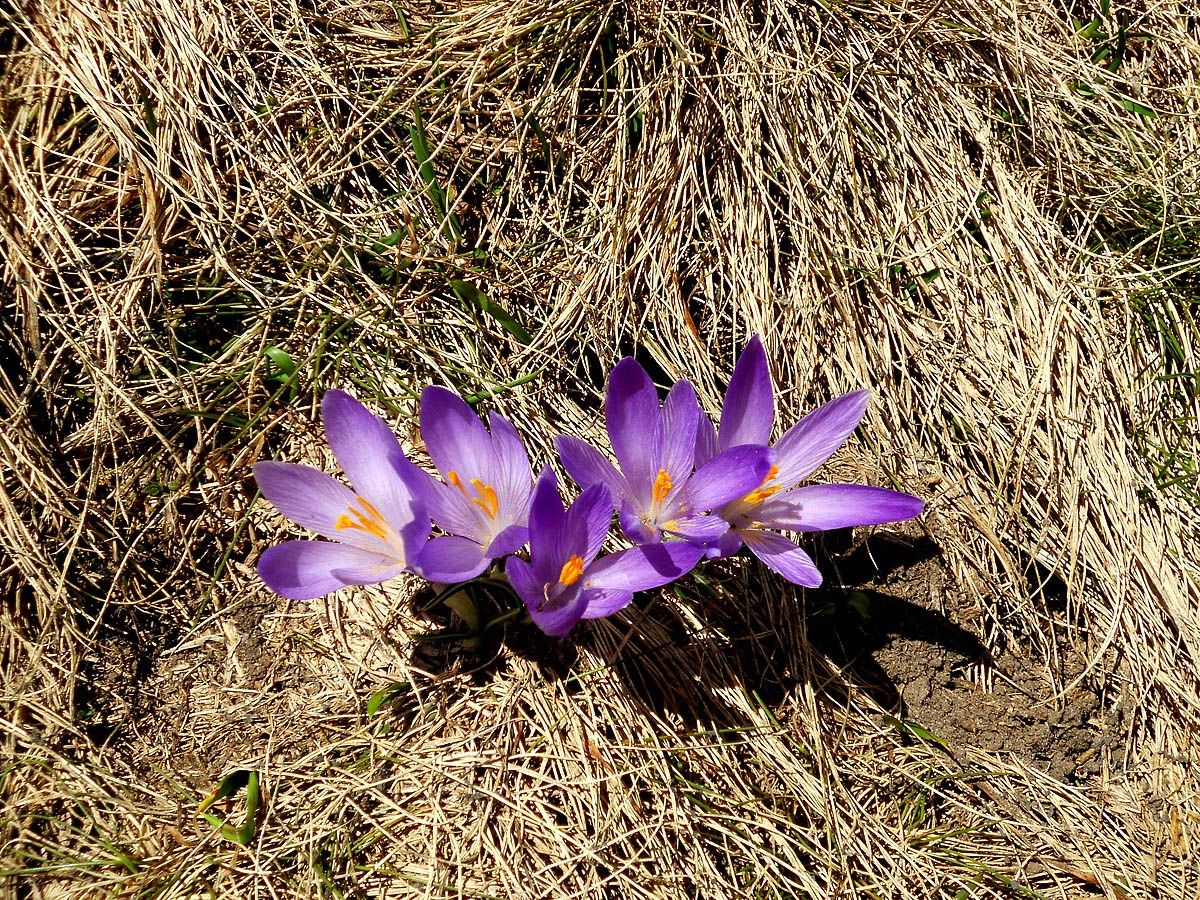 Zafferano sul Voltigno