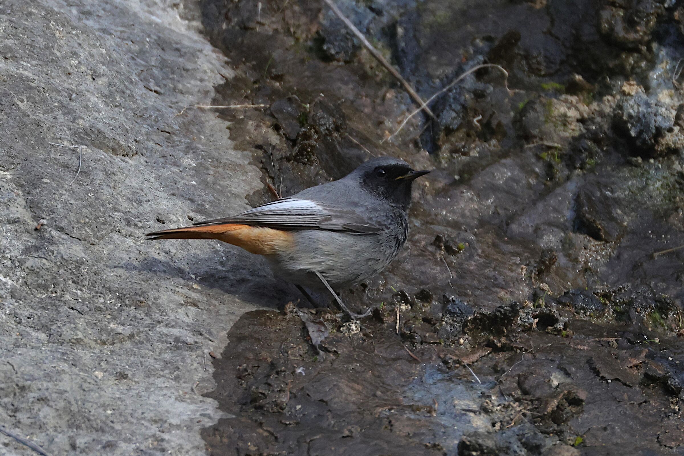 redstart