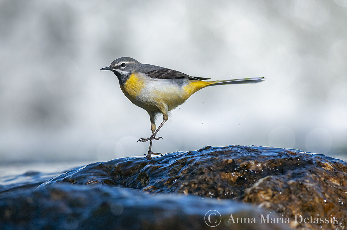 A dance stepYellow dancer Motacilla ashen