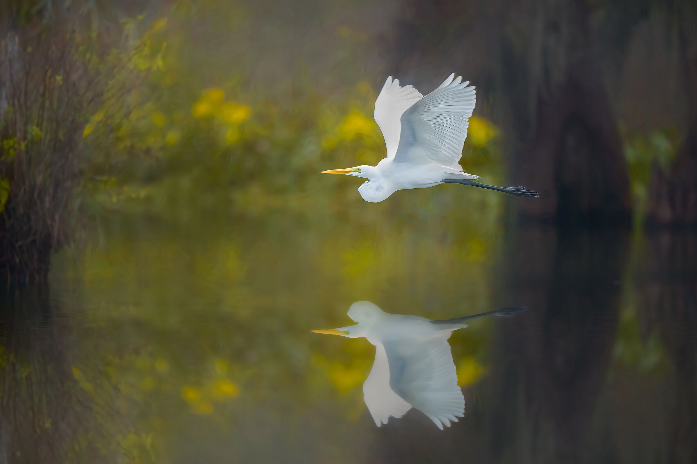 White Heron in flight