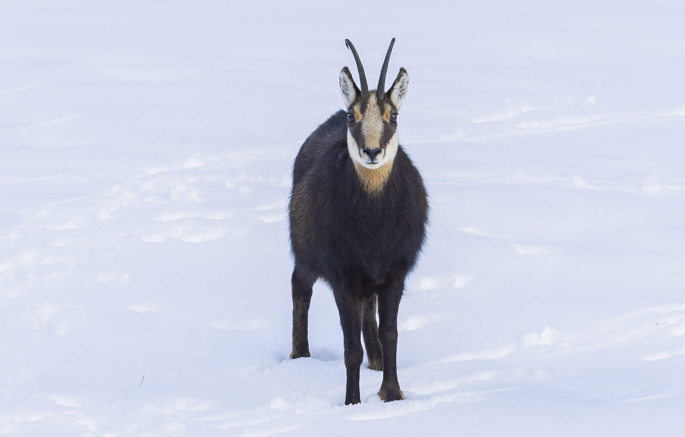 mi sono perso, camoscio gennaio 2025