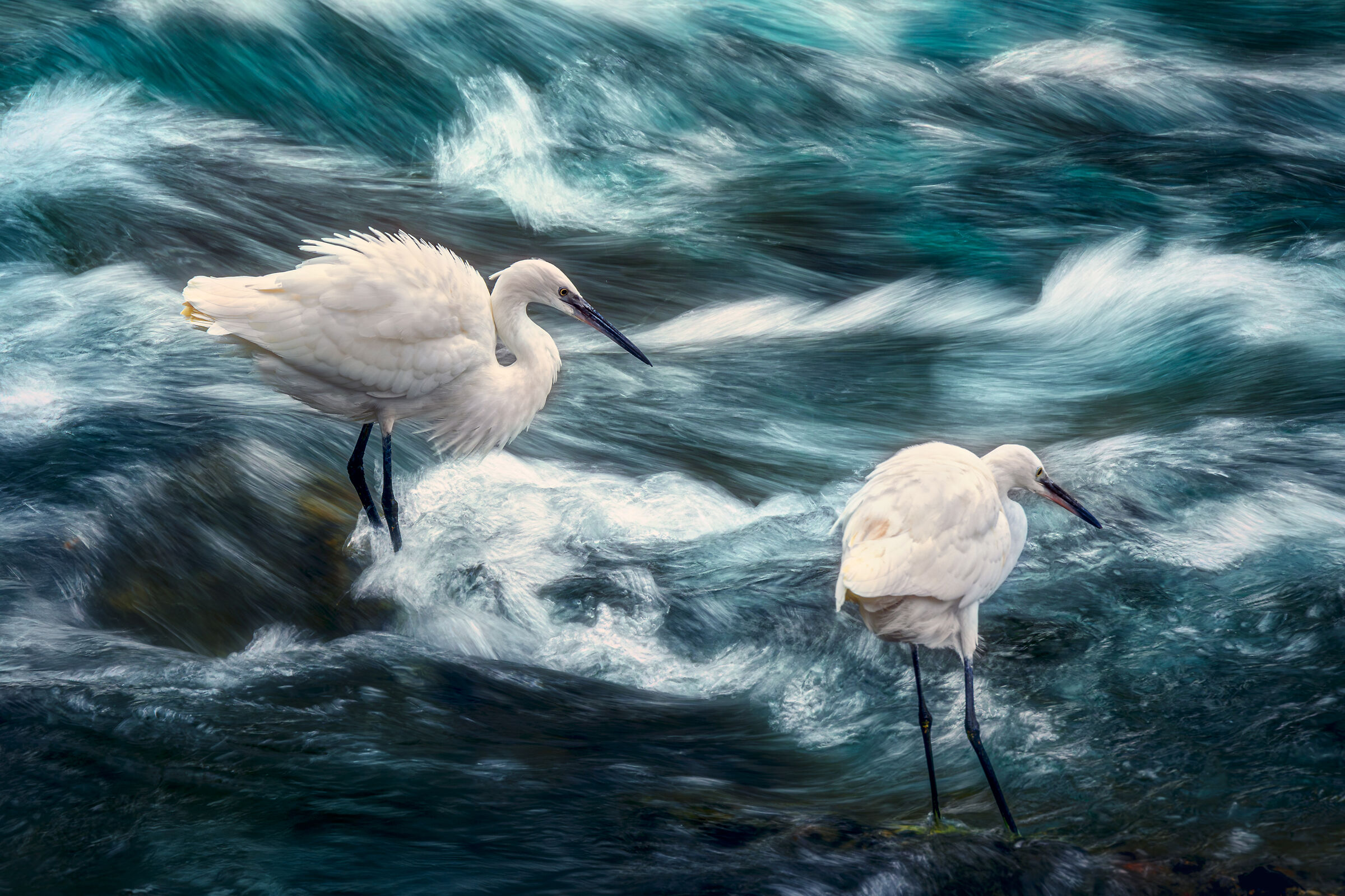 Egrets
