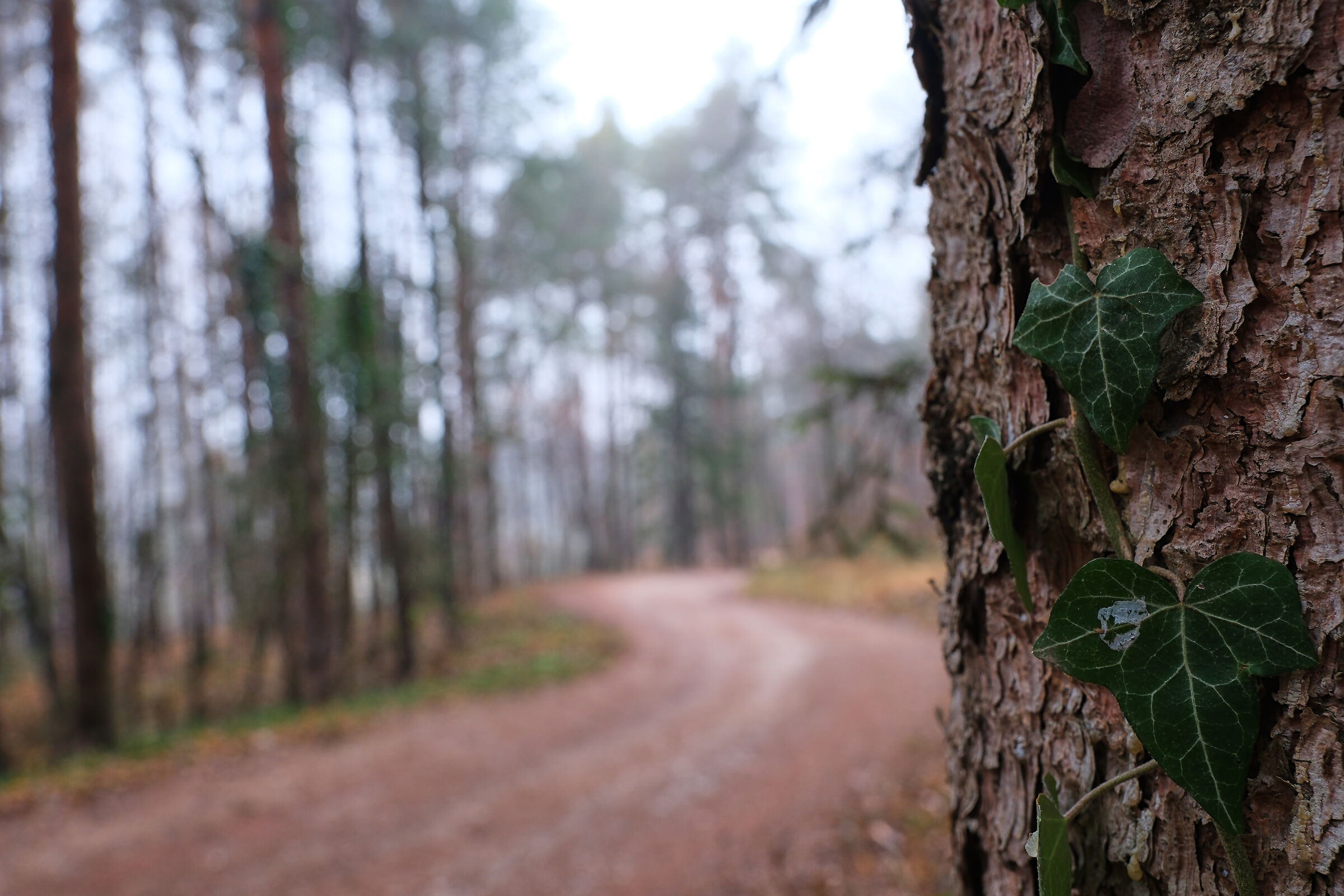 -sullo sentiero nel bosco-