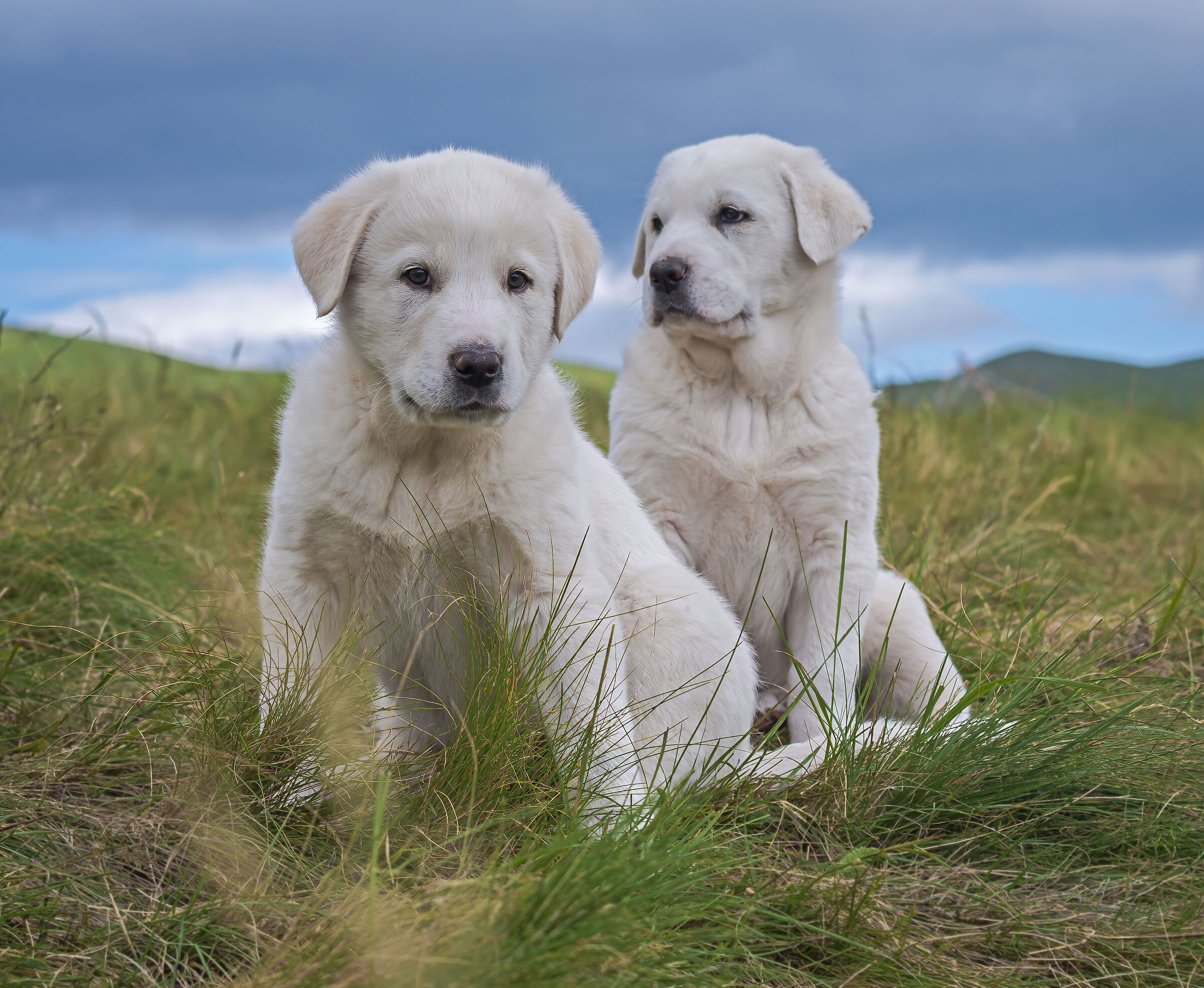 TWO LABRADOR PUPPIES