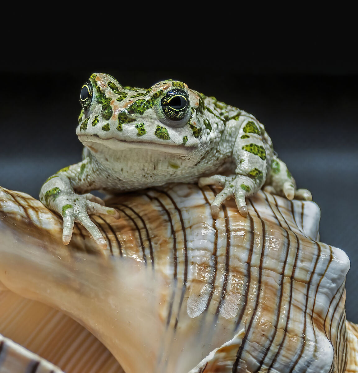 Green frog