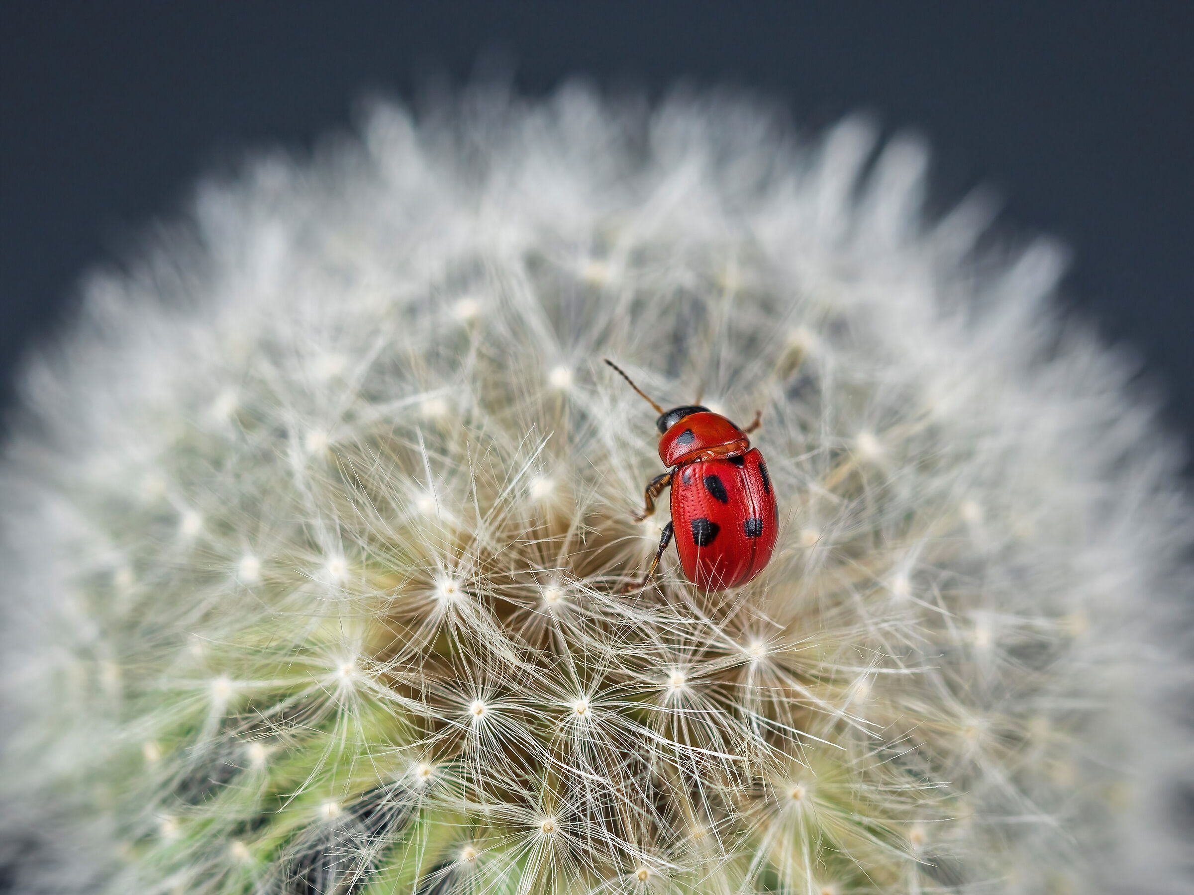 ladybug on the flower dandelions