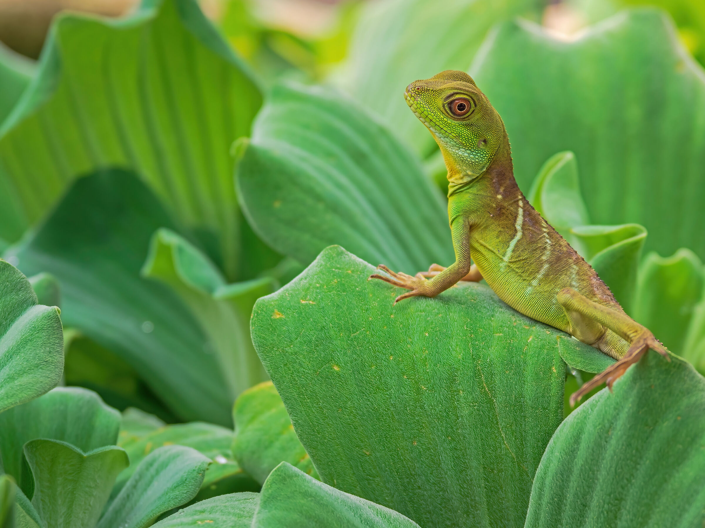Green Lizard