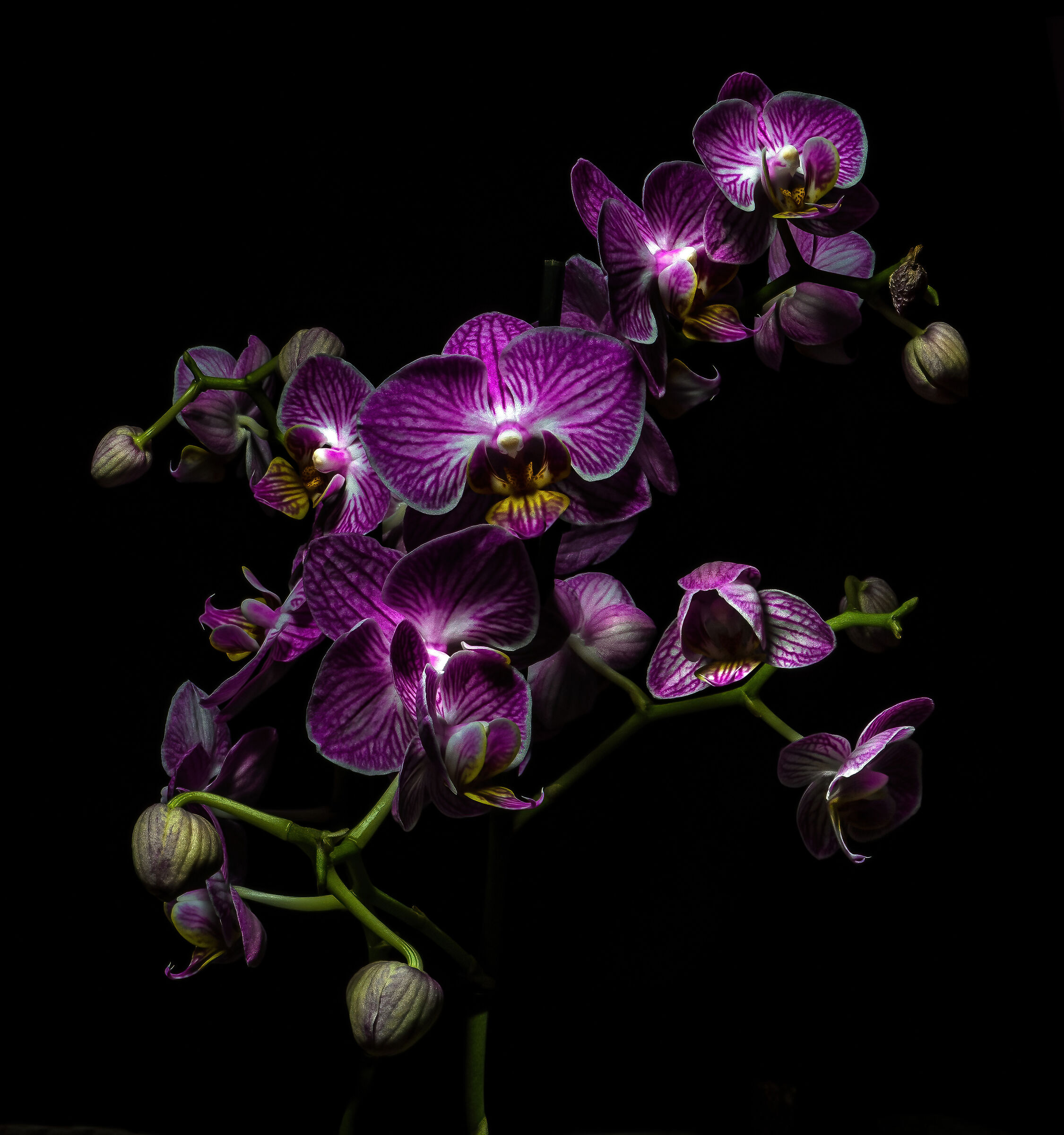 Orchids