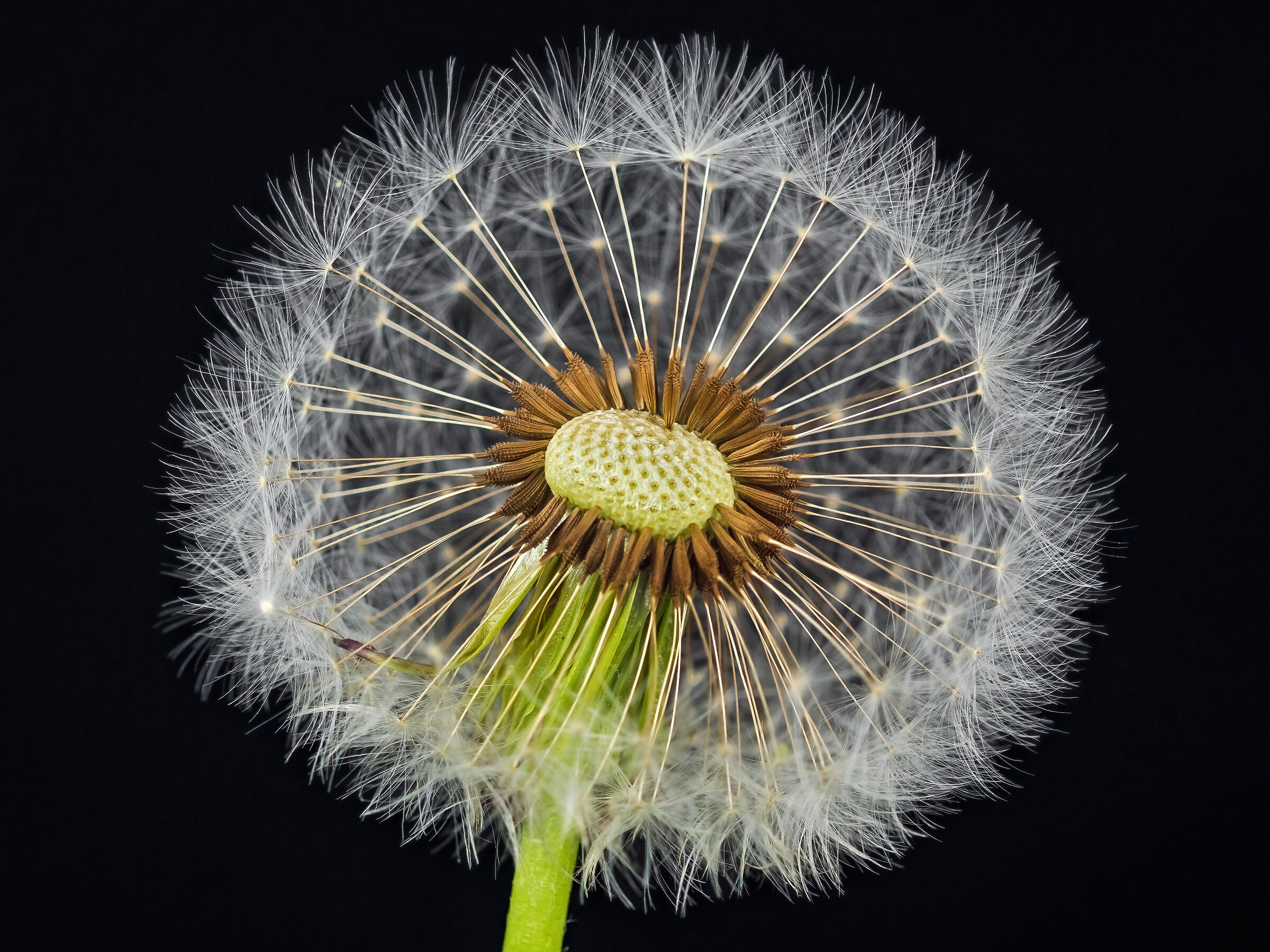 The flower (dandelion)