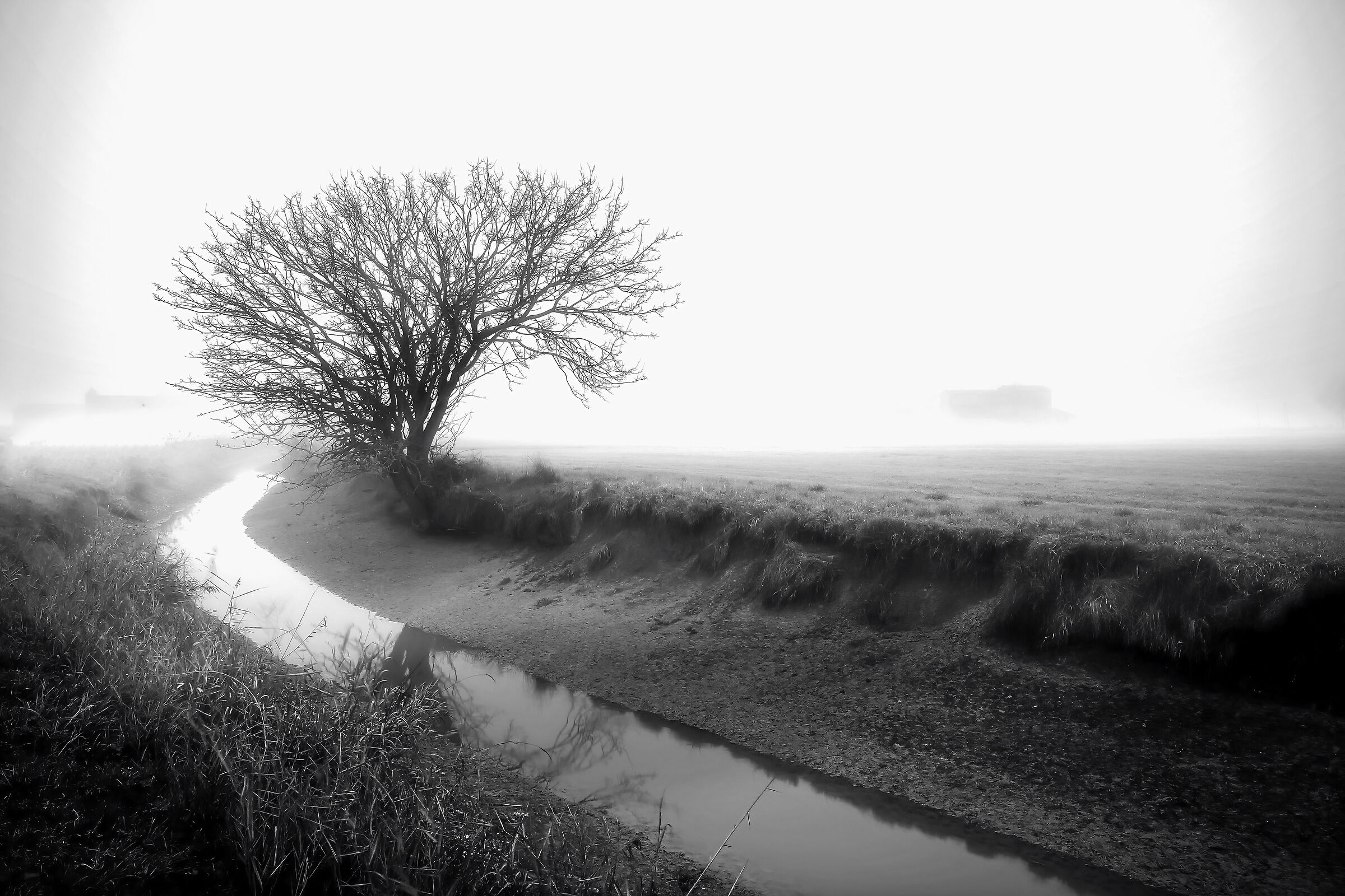 Black and white fog