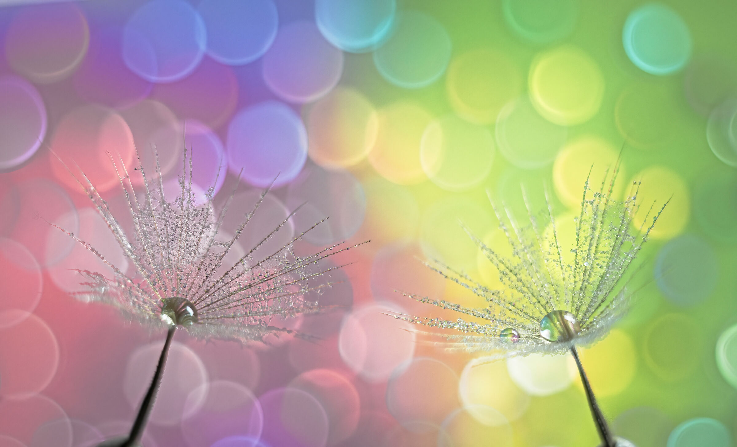 Bokeh and dandelions