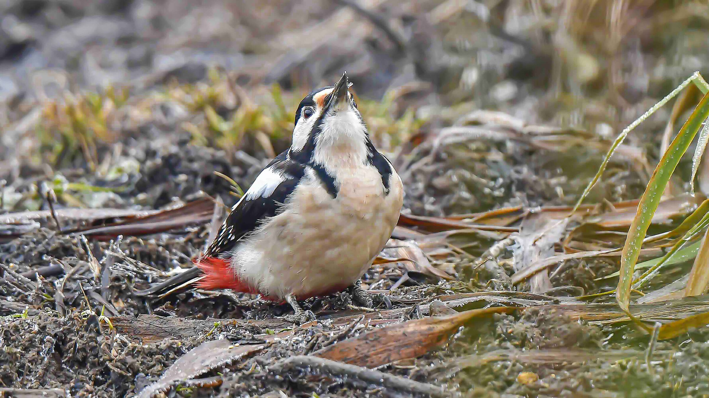 Che tempo farà oggi
