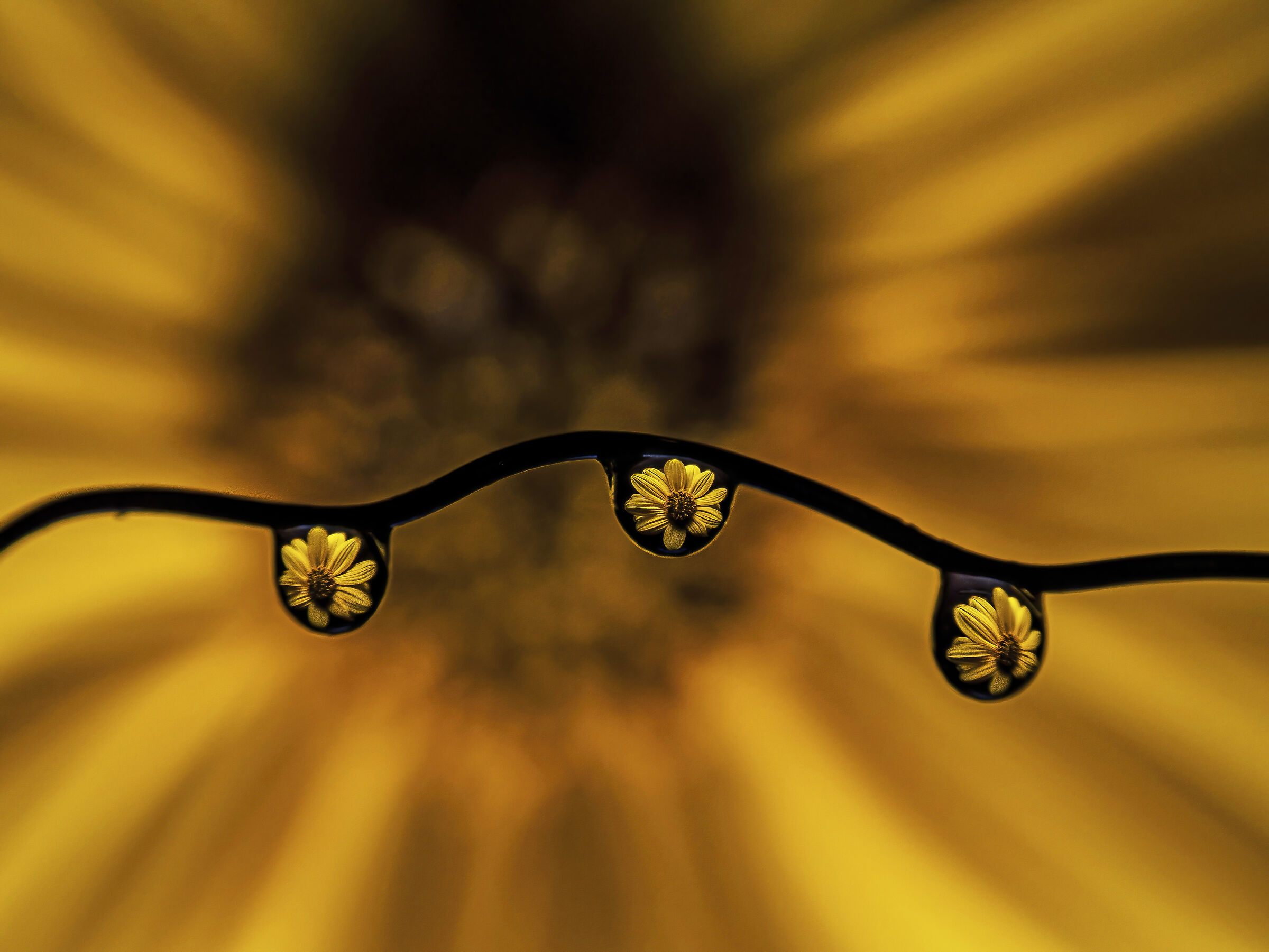 Drops and mini sunflower