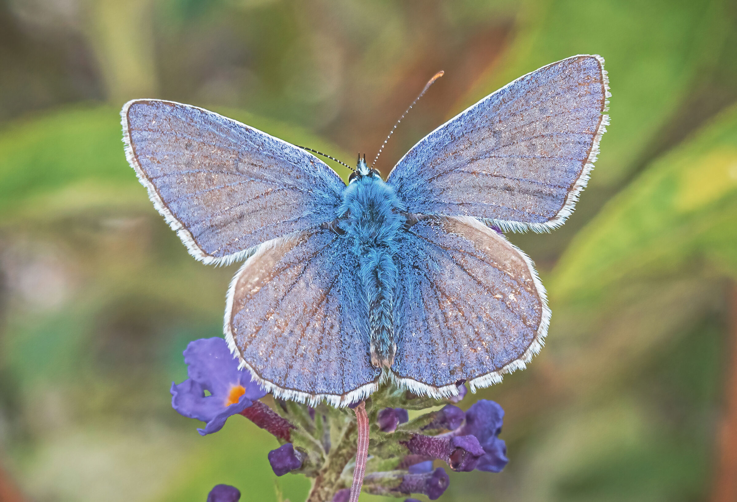 blue butterfly