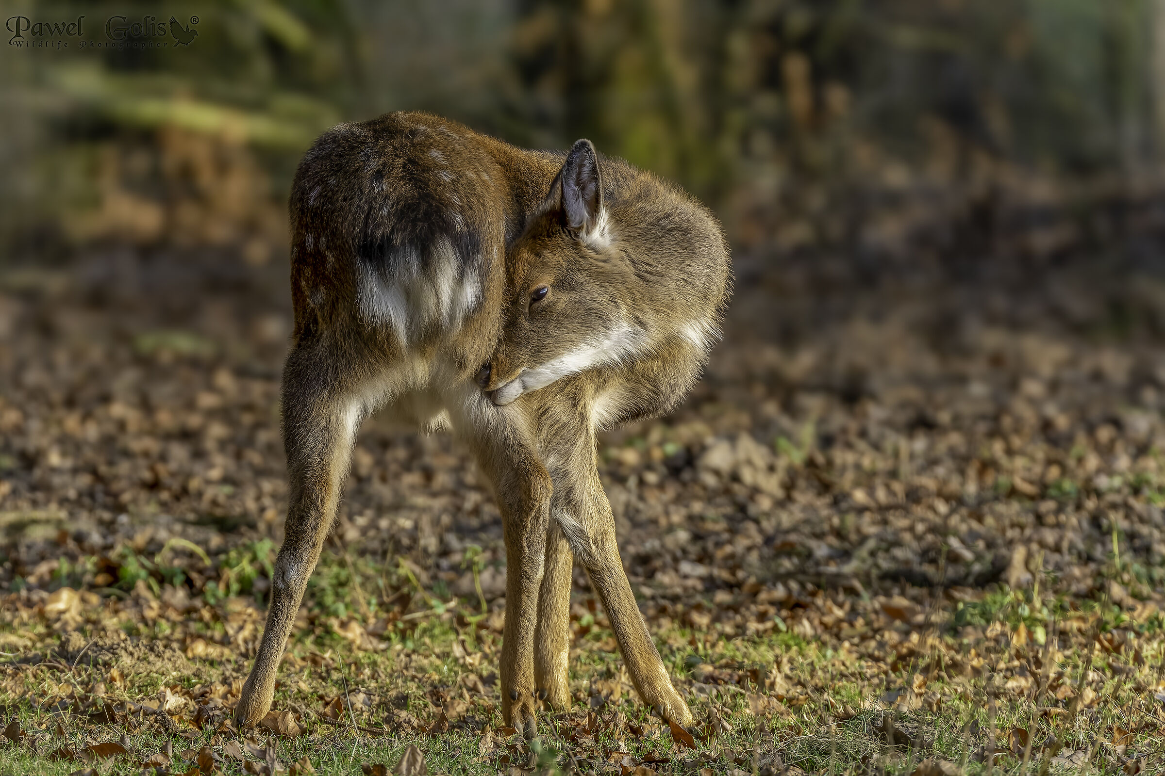 cervo sika (Cervus nippon)
