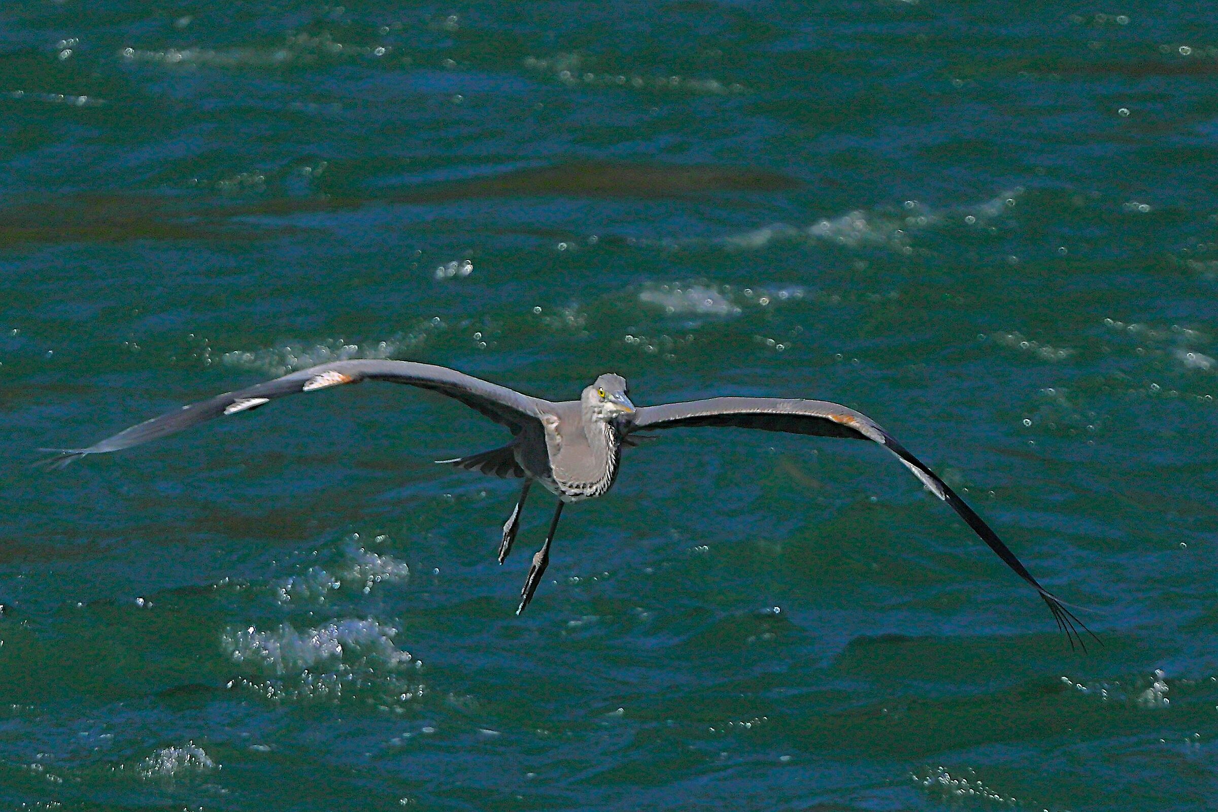 Cenerino 15 settembre 2024 - 0051