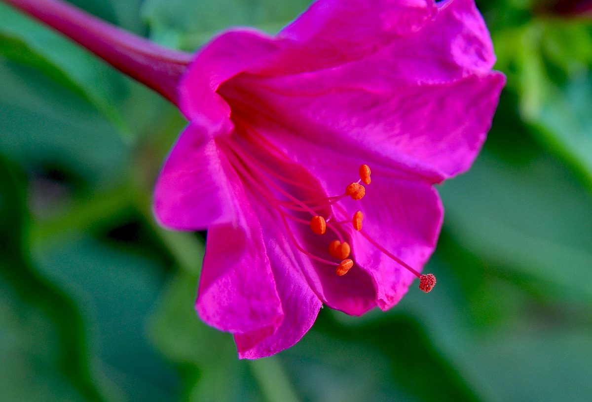 Deep Purple -Night shade