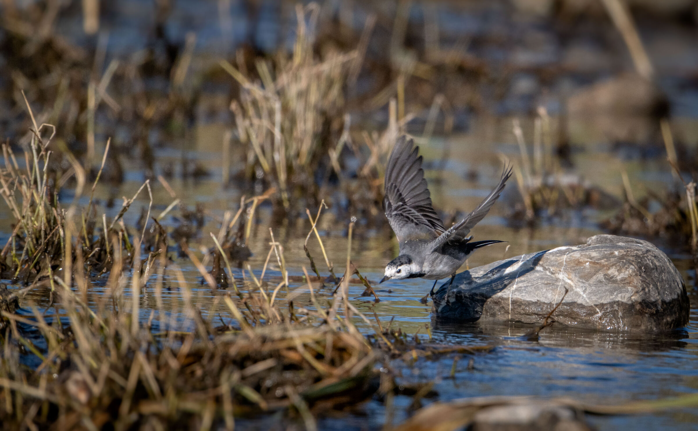 White wagtail