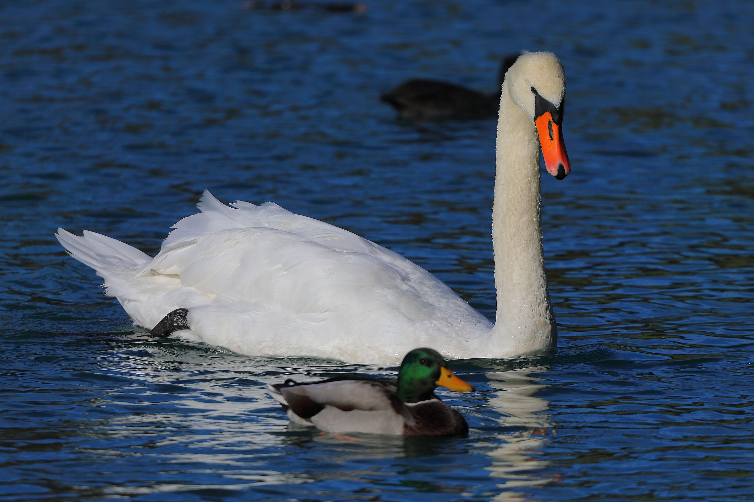 Cigno R 11 ottobre 2024 - 0138