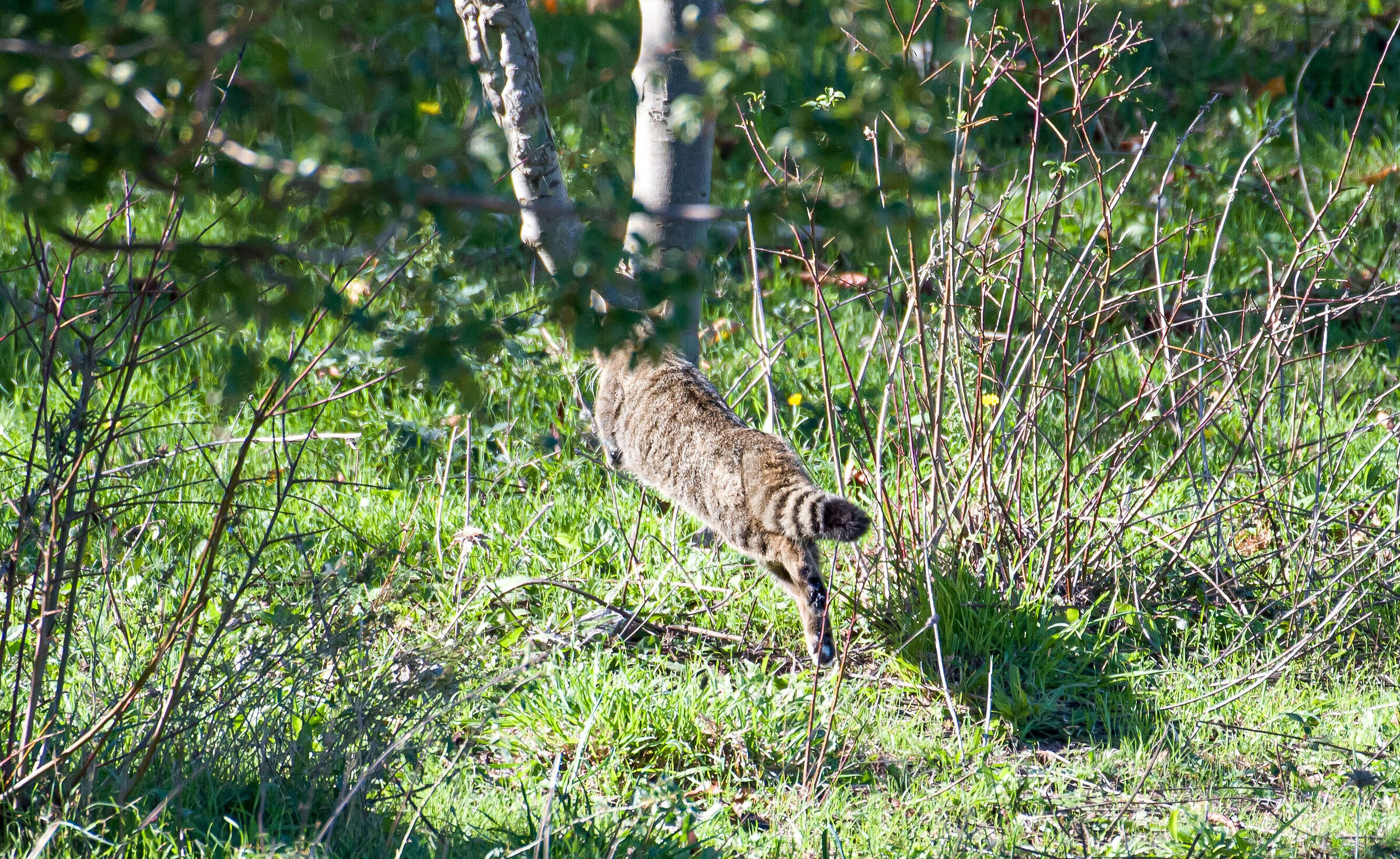 The running wildcat