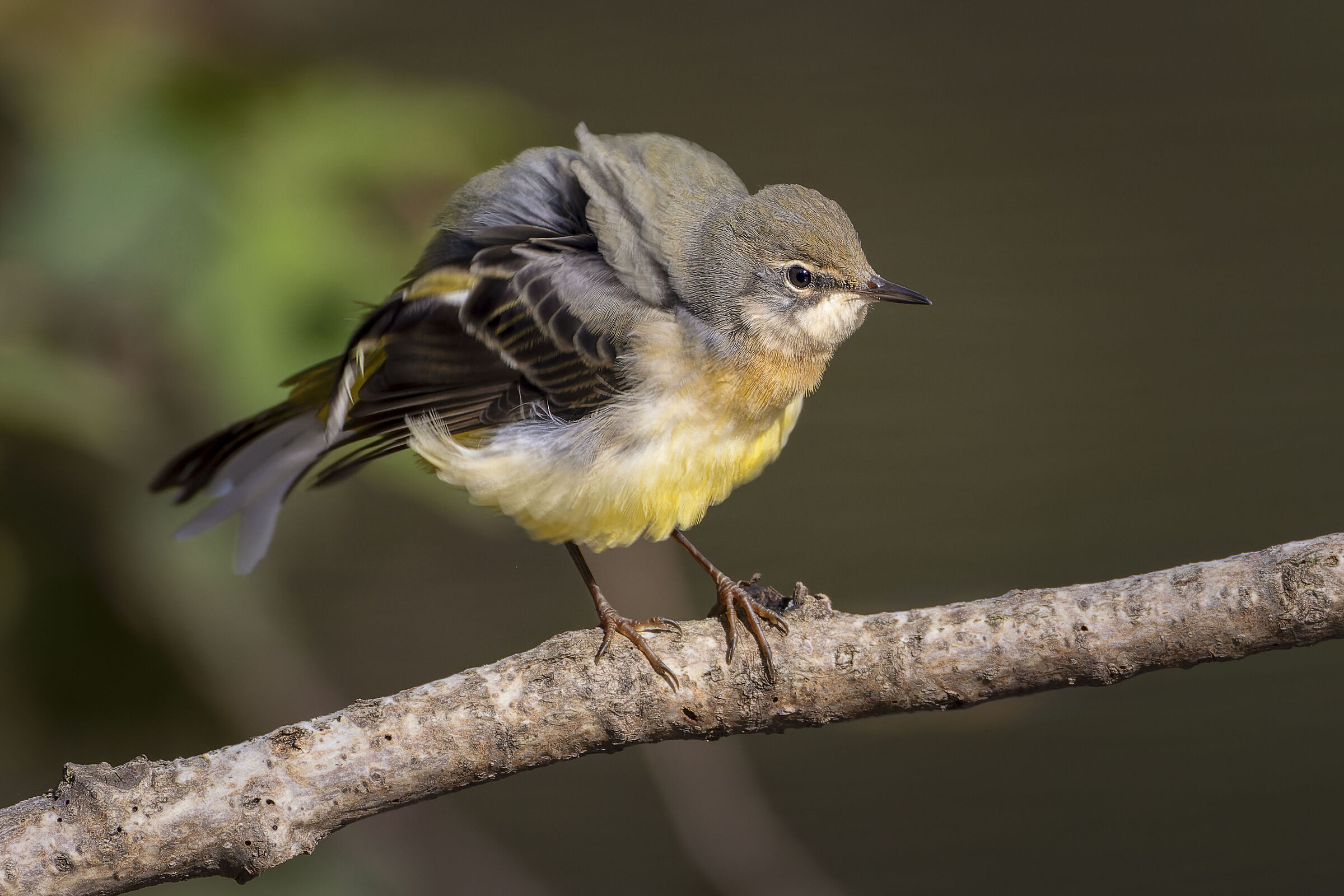 Grey wagtail