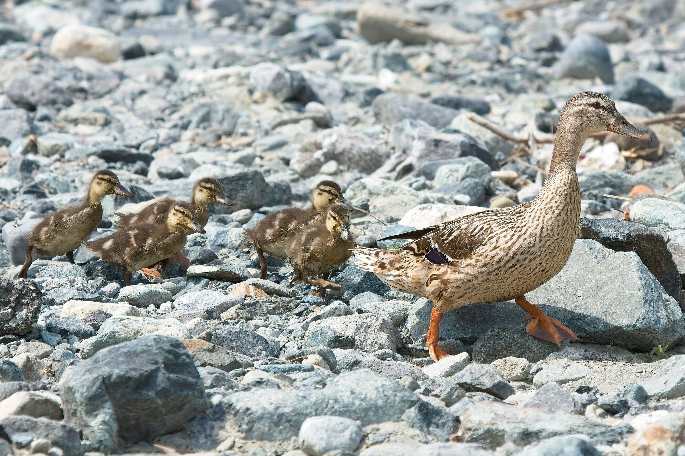 Questa famiglia quack