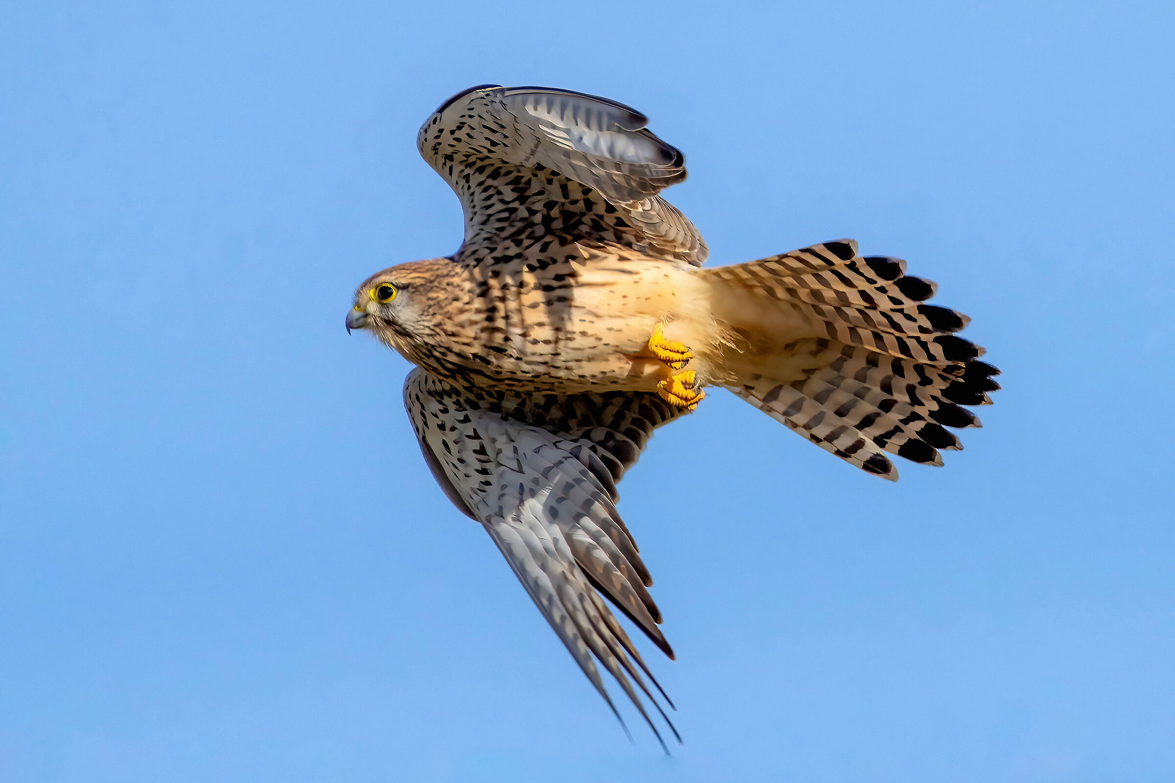 Gheppio (Falco tinnunculus)