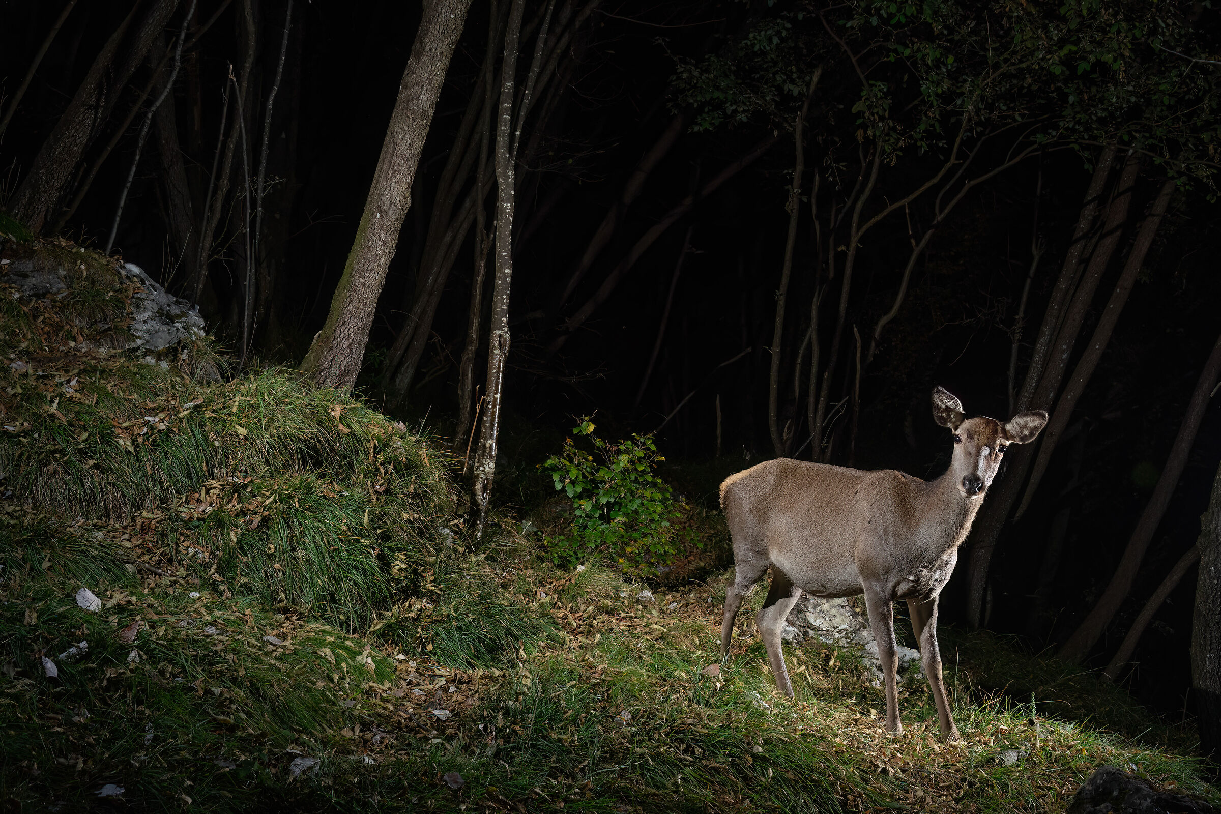 The doe