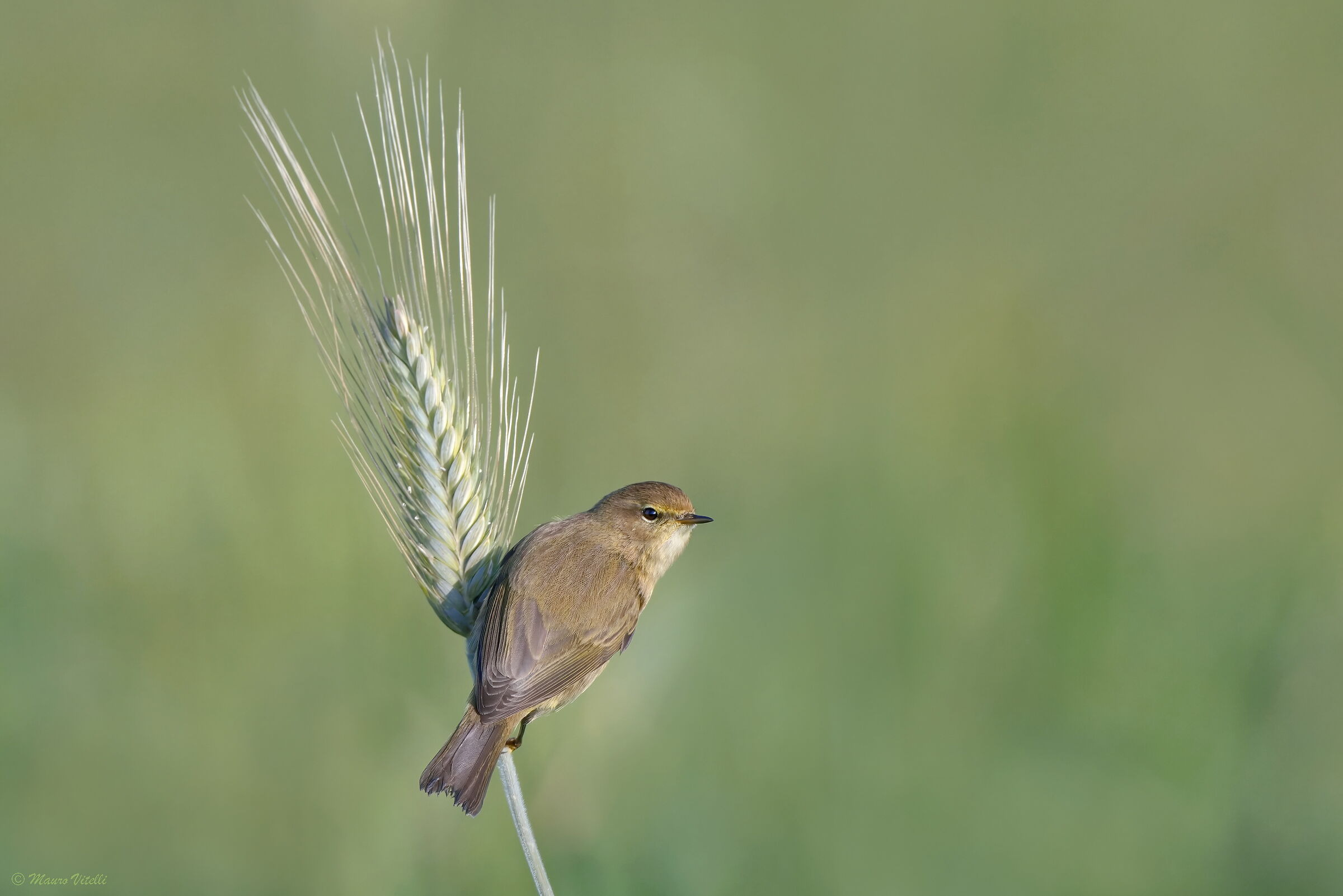 Little warbler (Phylloscopus collybita)