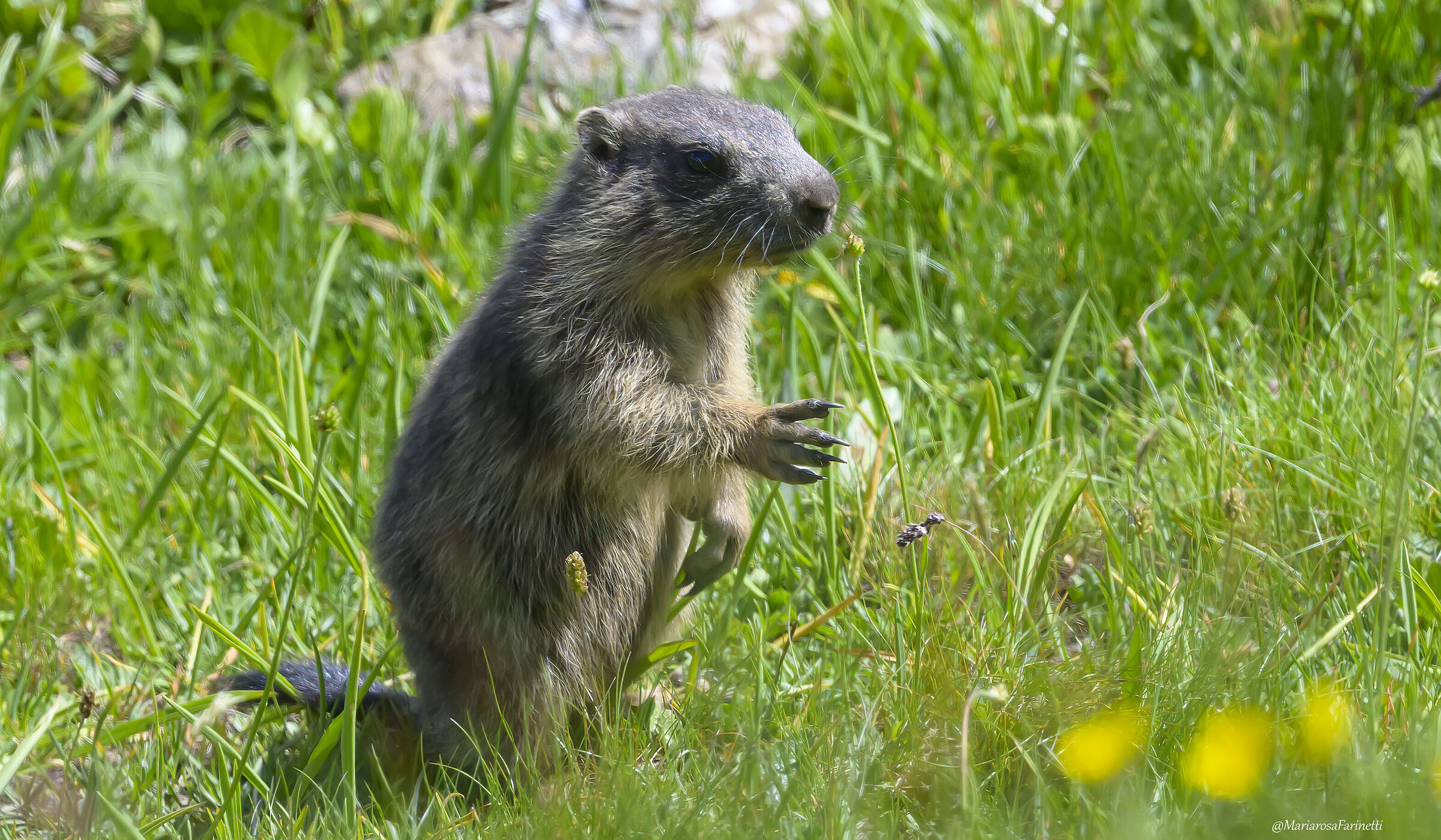 Giovane Marmotta