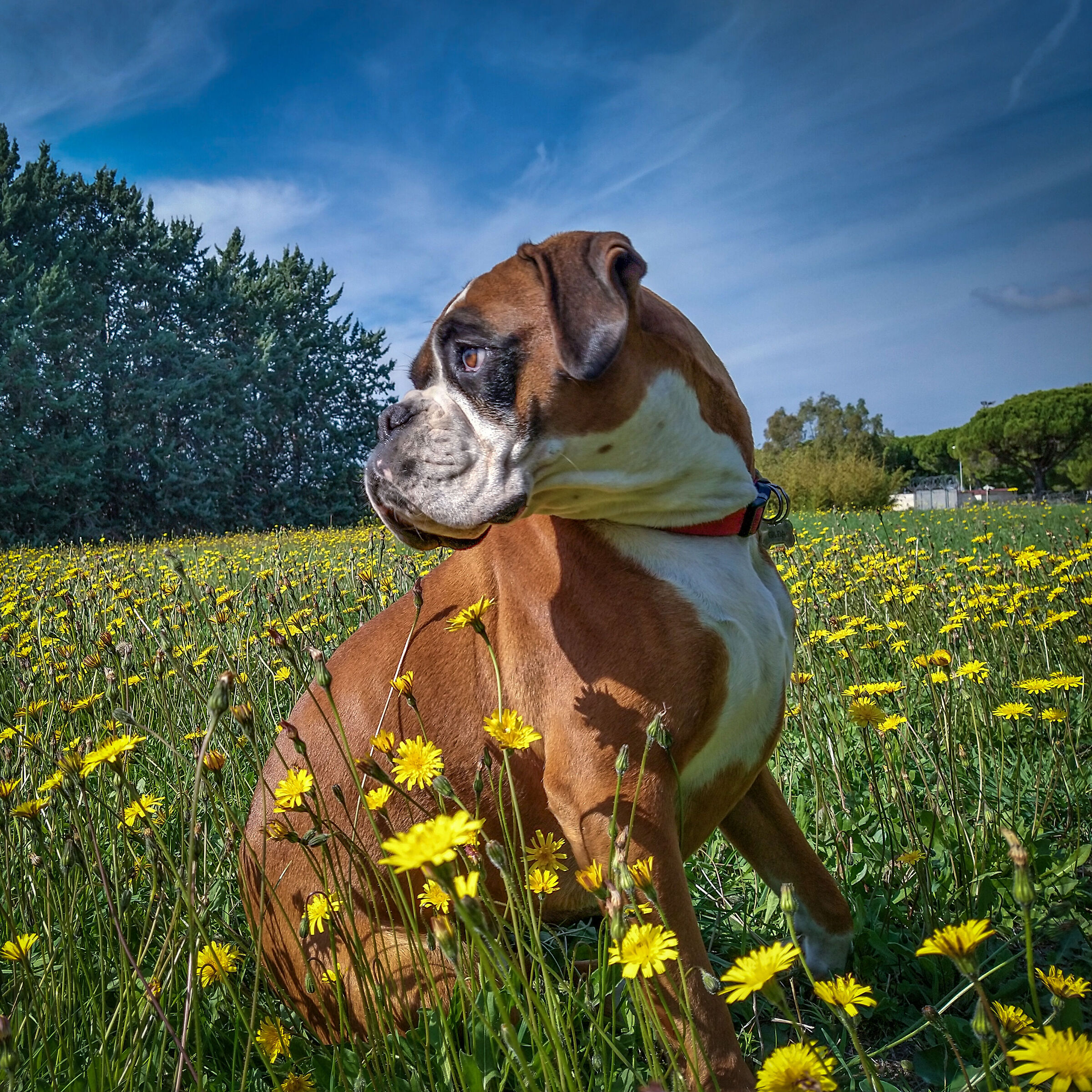 Boxer Dog