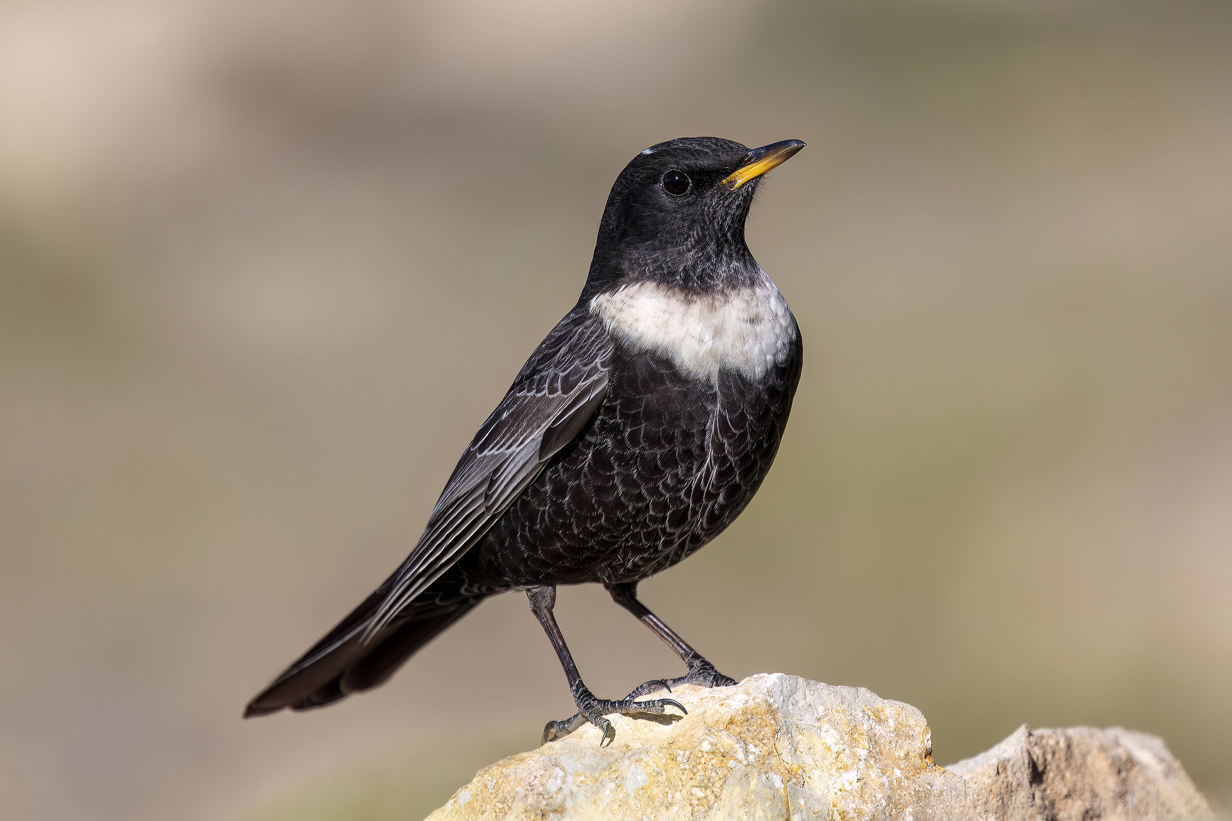 Alpine collared blackbird