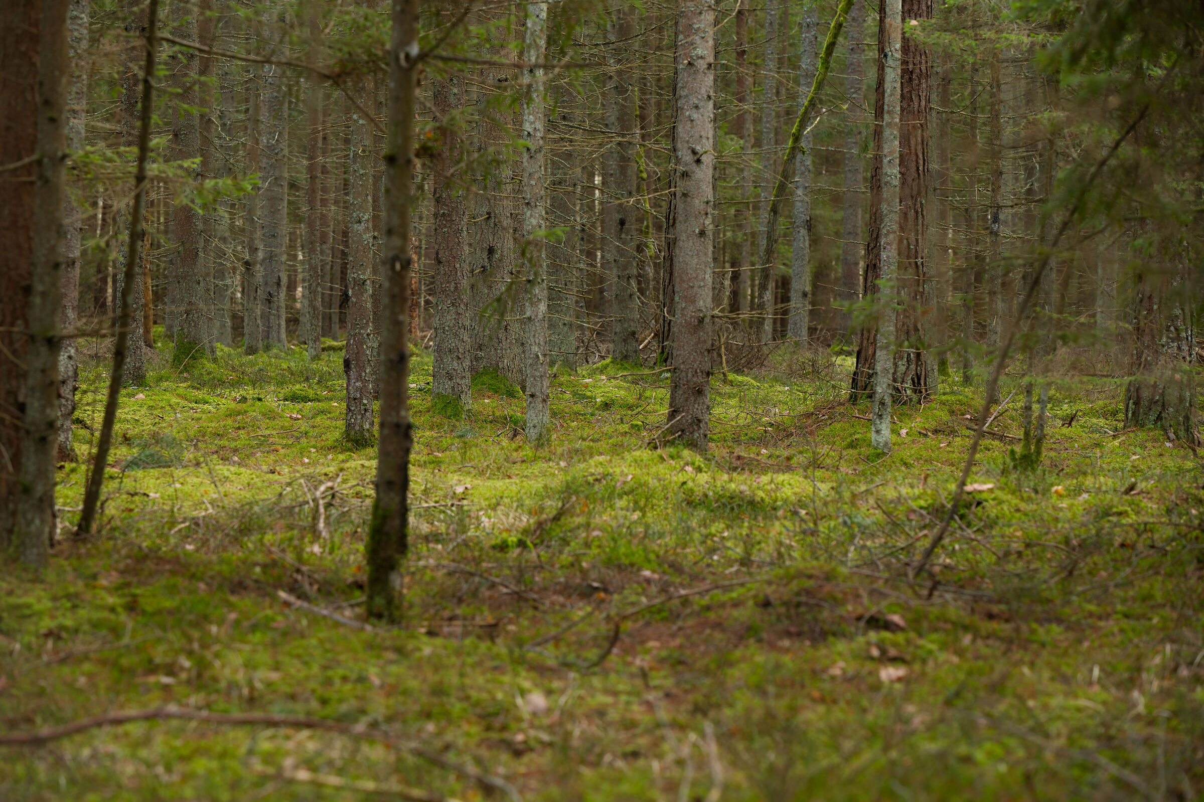 Un soffice tappeto verde