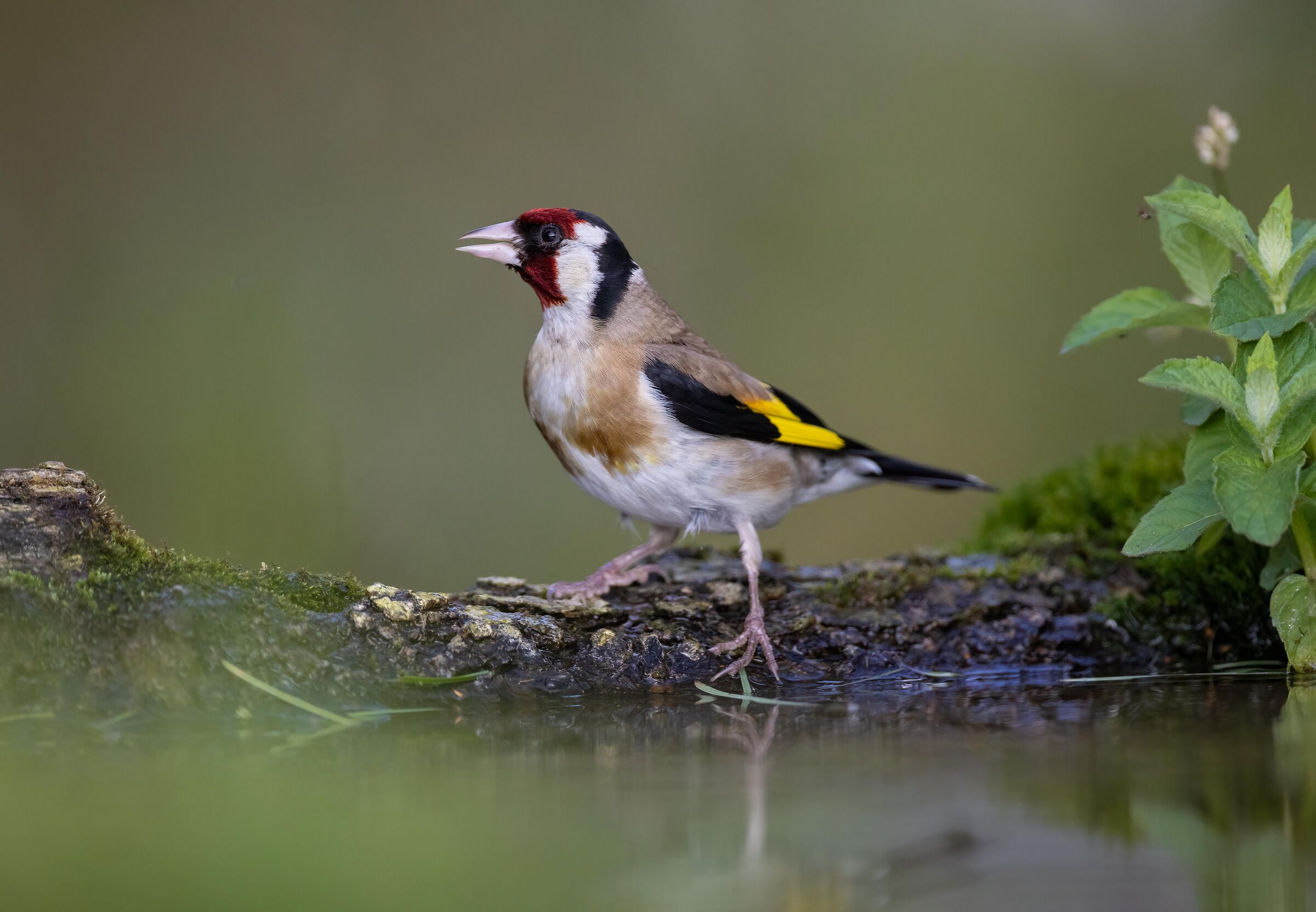 Cardellino
