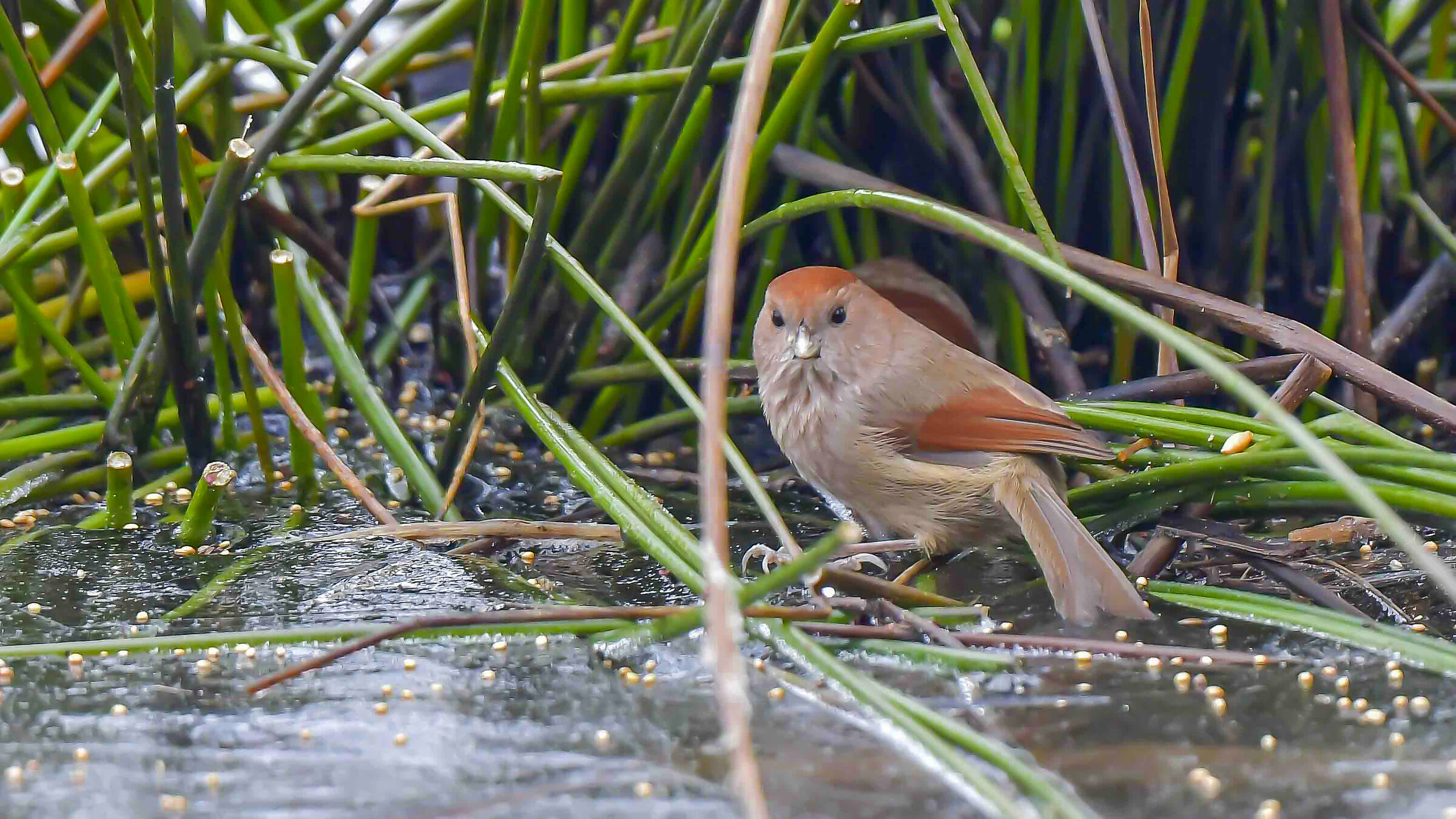 Sono tornati ! Panuro di Web. un paio di scatti e via !