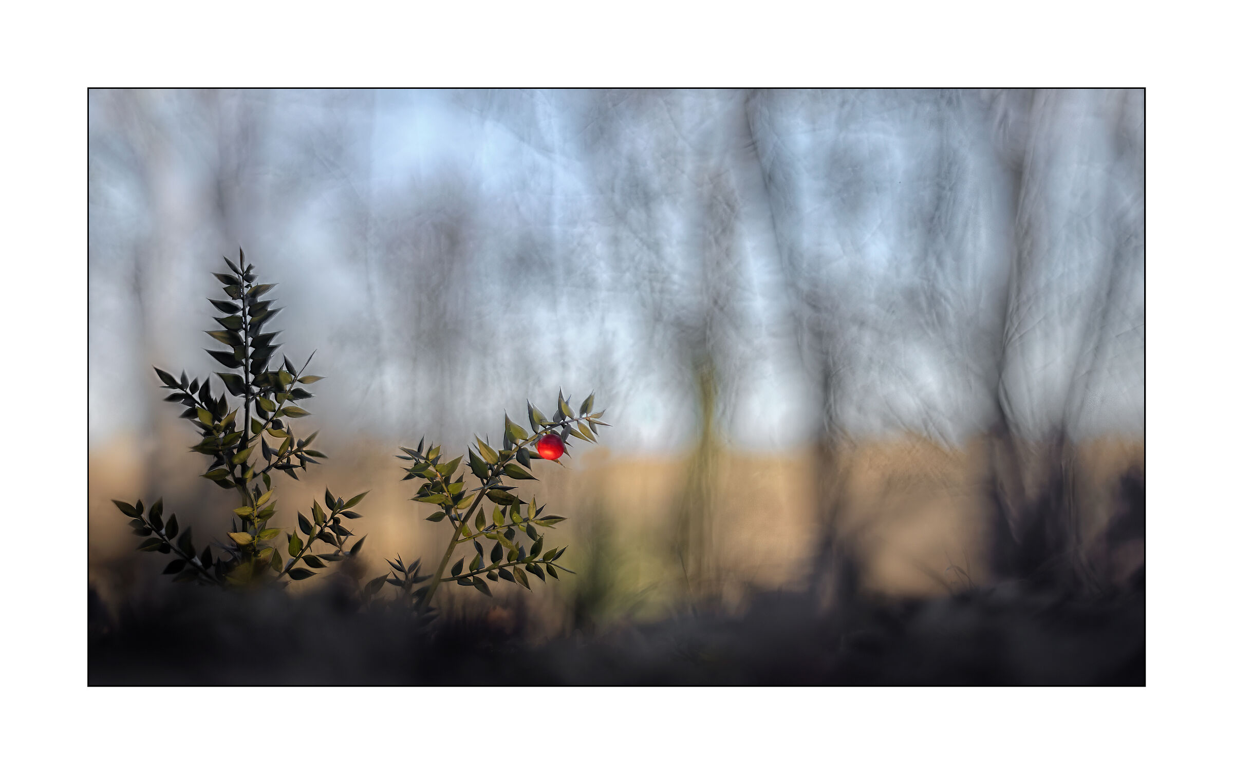 ruscus aculeatus