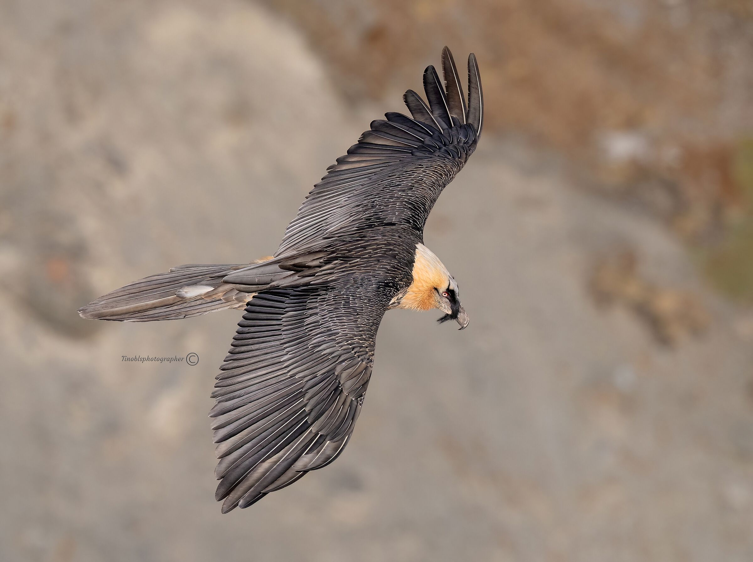 Gipeto (Gypaetus barbatus)