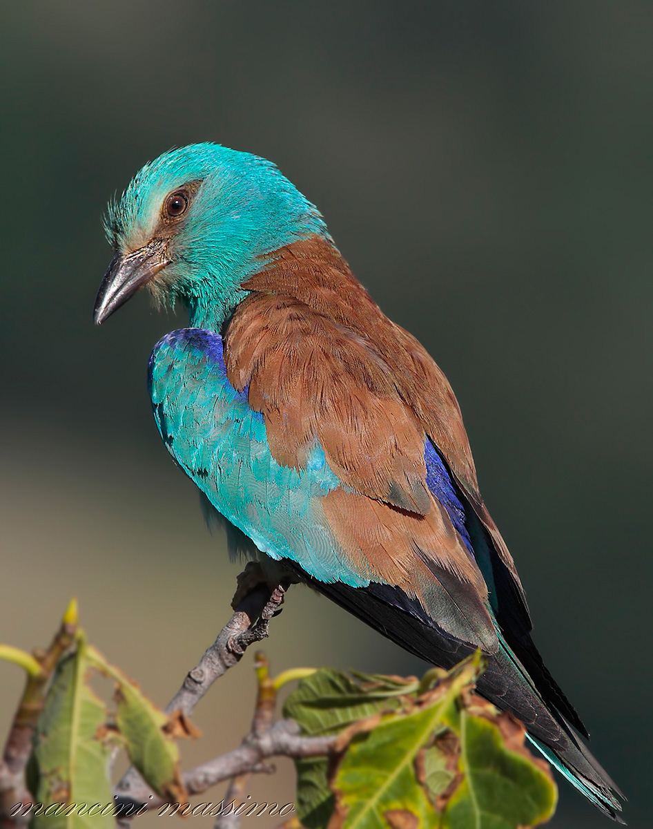 Ghiandaia marina(Coracias garrulus)