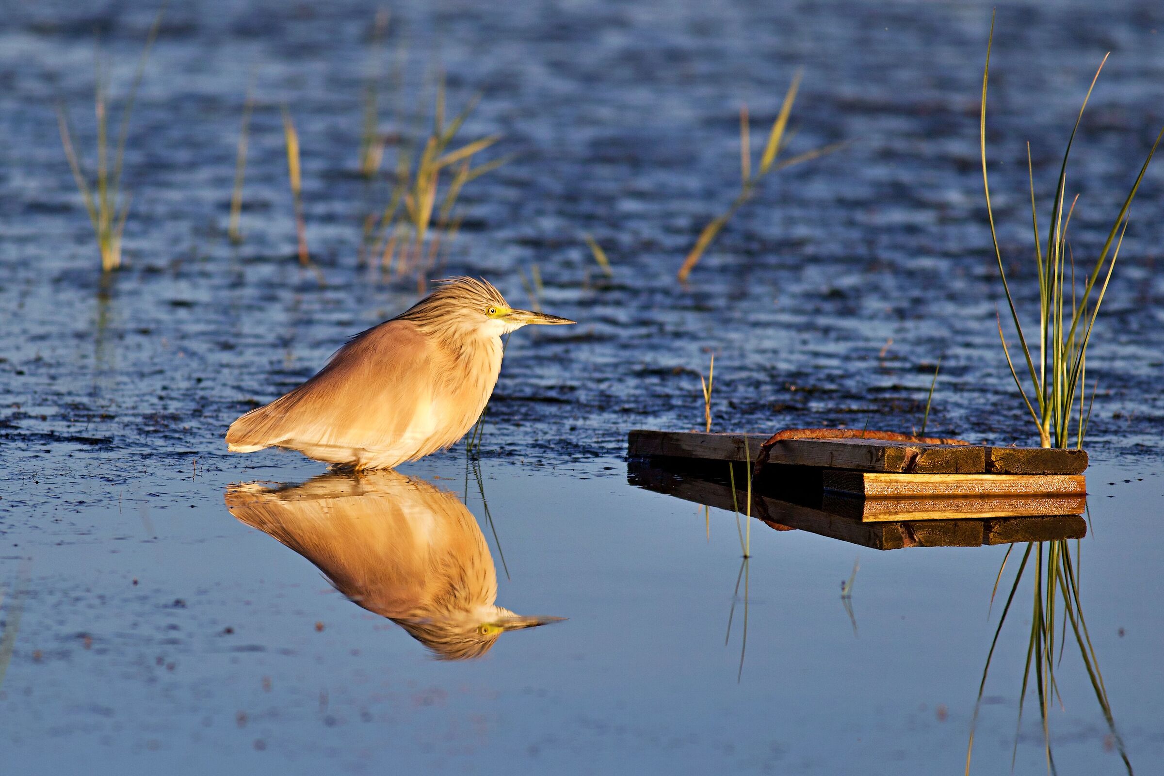 Sun-kissed tuft heron