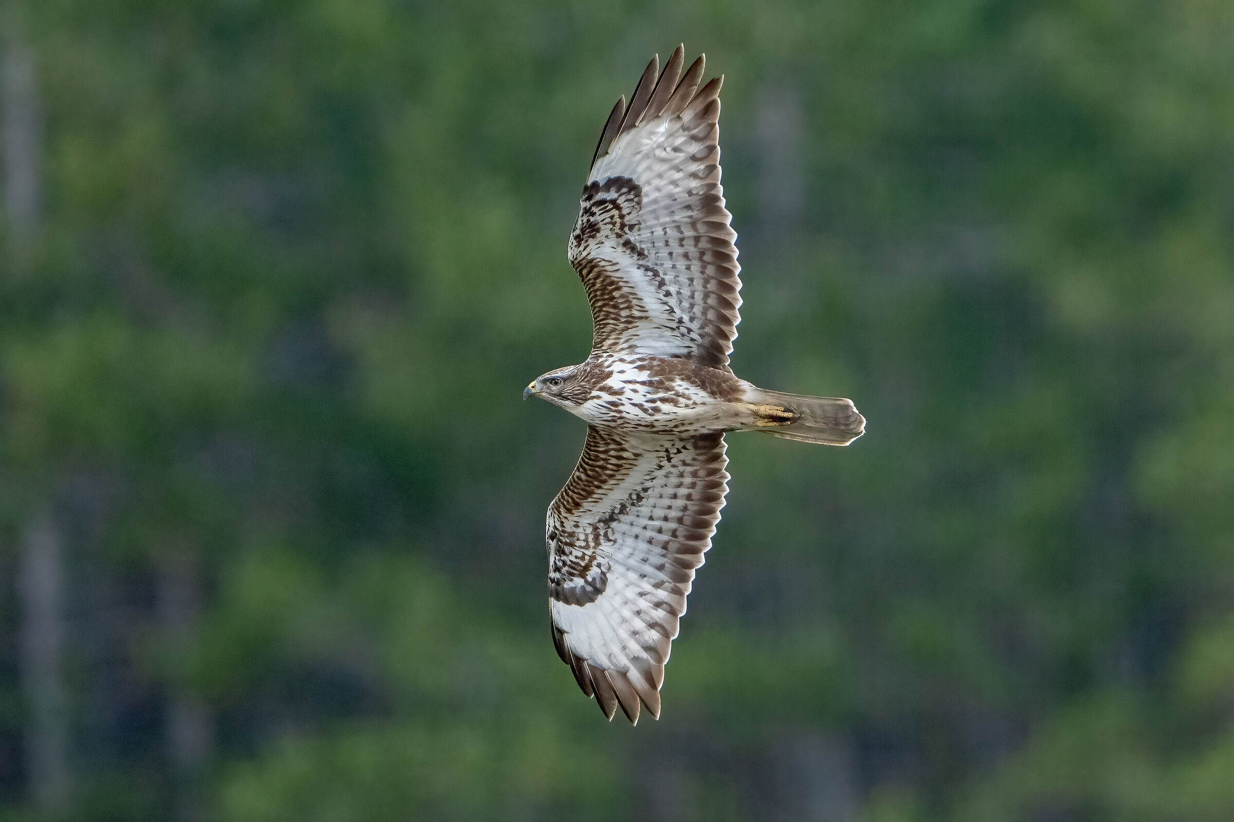 Poiana (Buteo buteo)