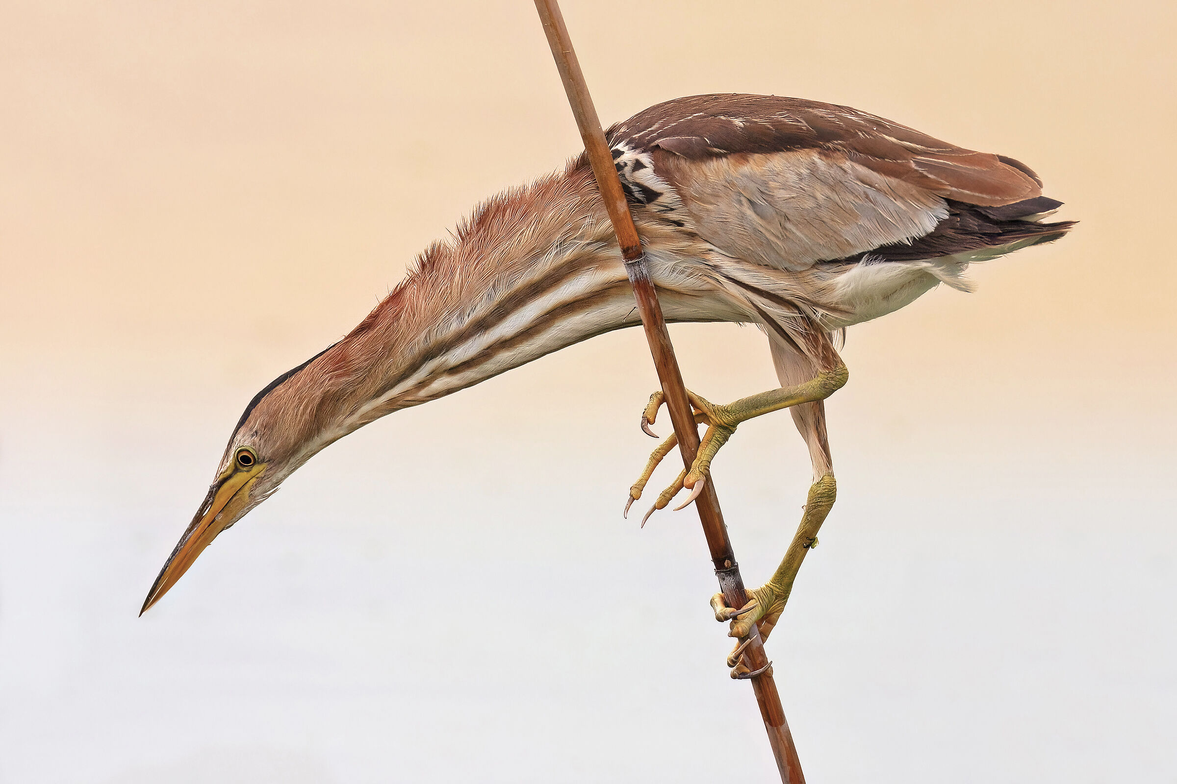 Little bittern