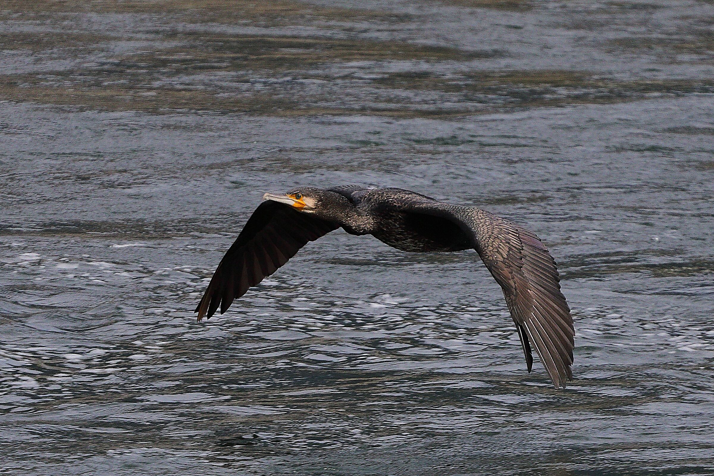 Cormorano 20 settembre 2024 - 0011