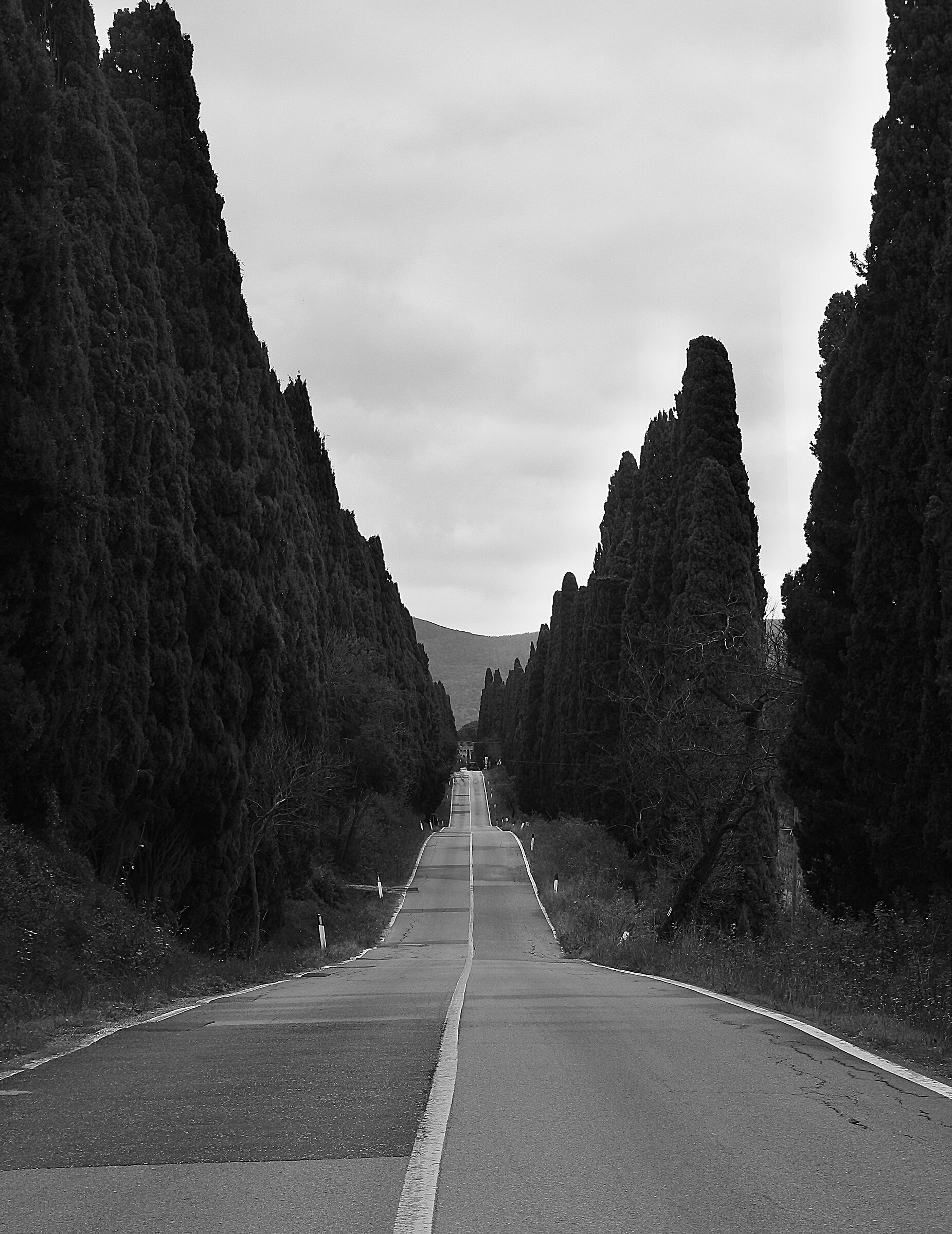 Bolgheri