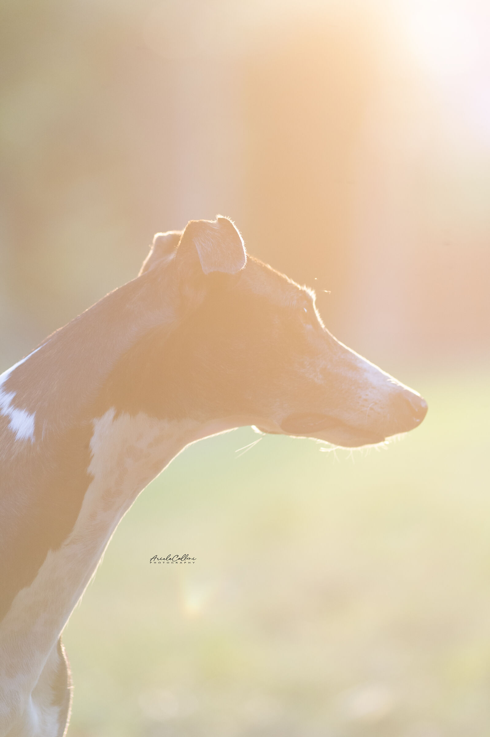 Baciata dal sole