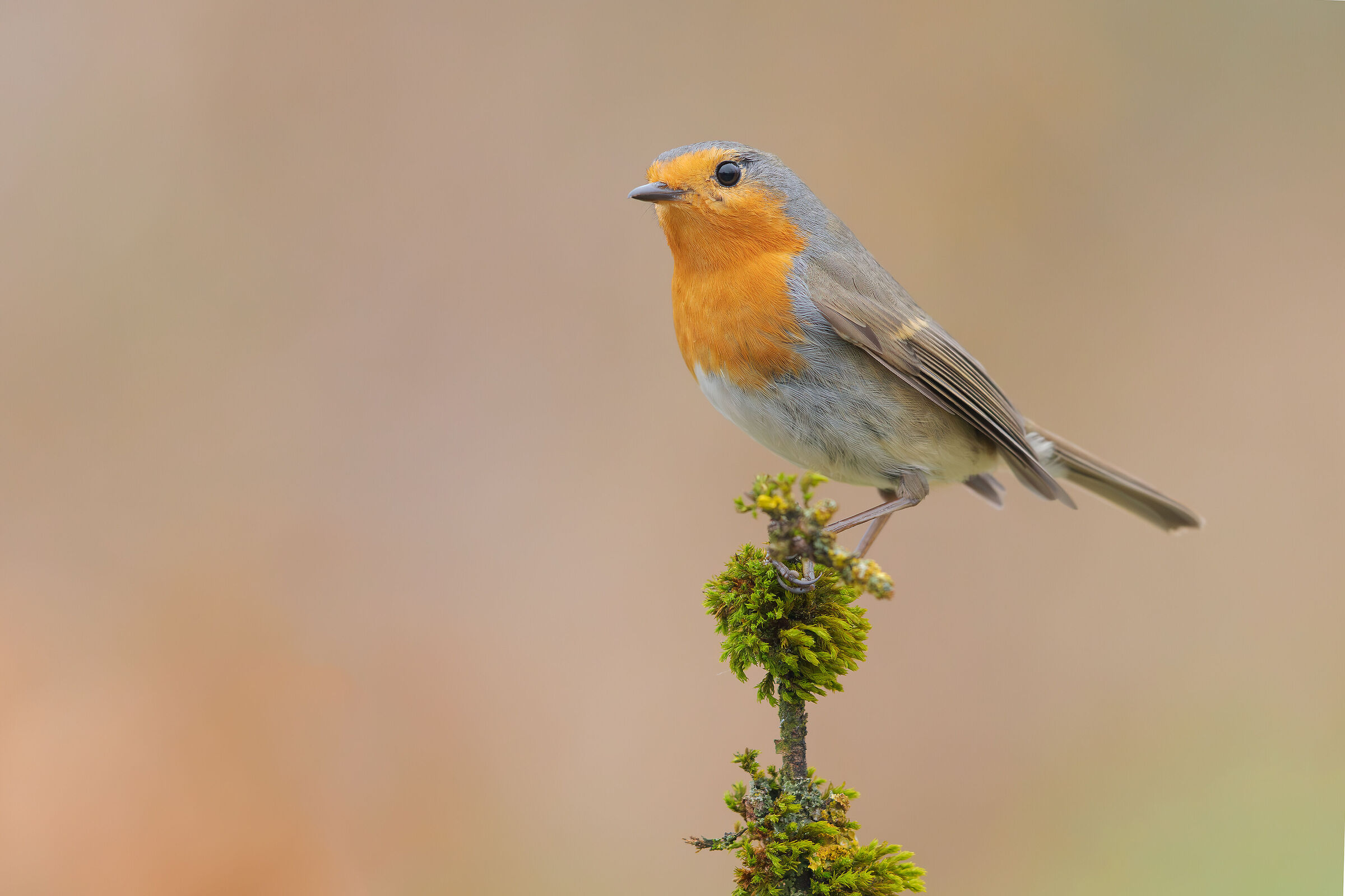 Robin