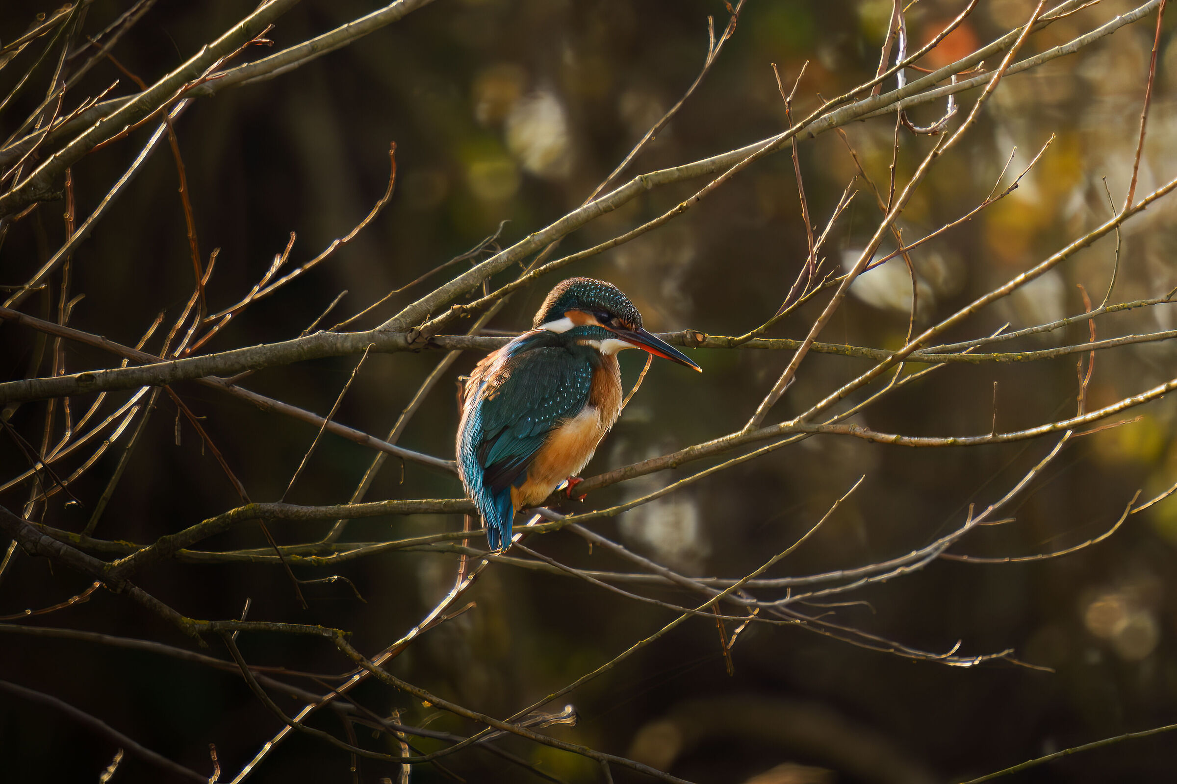 Kingfisher